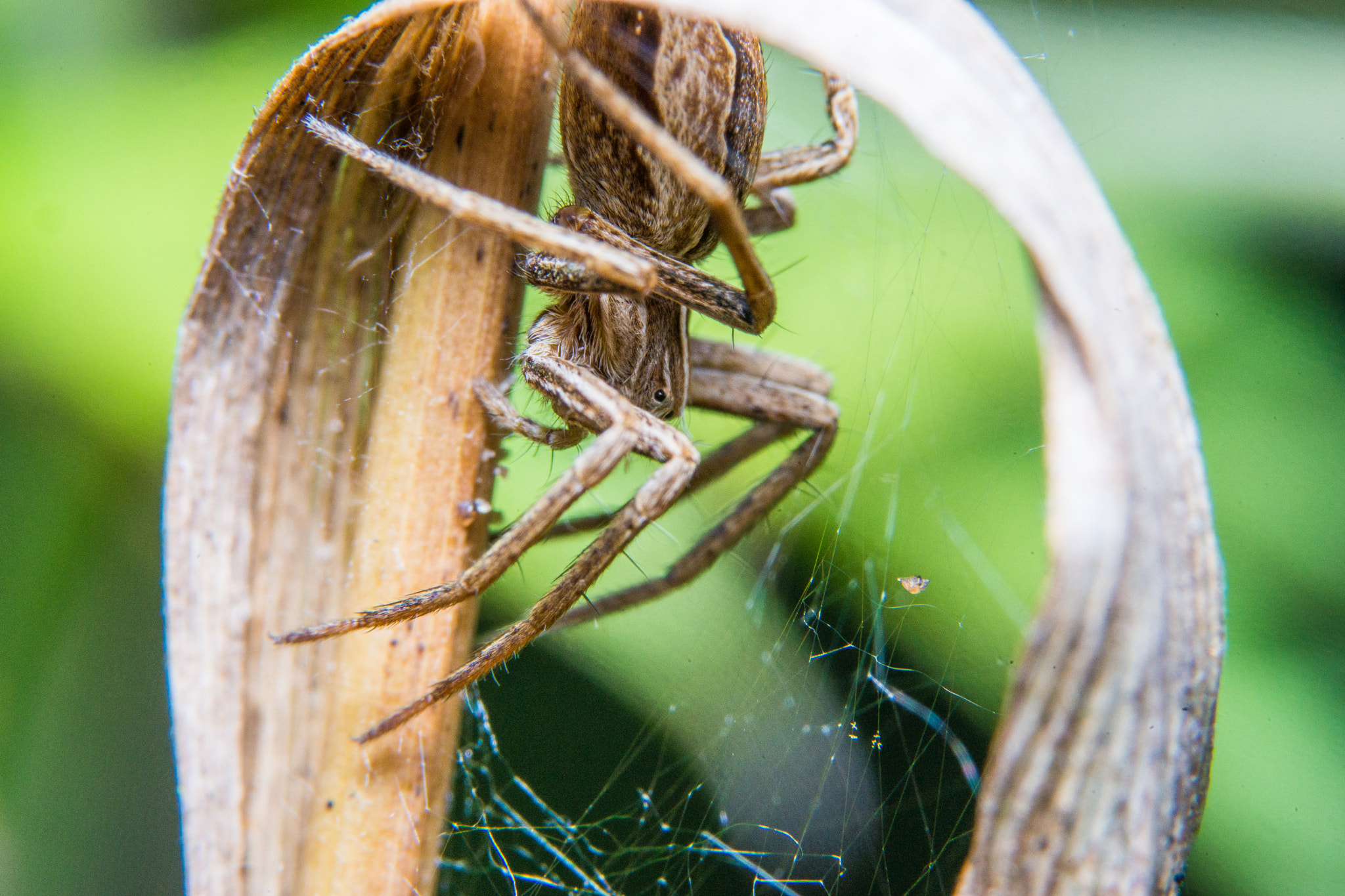 Sony a99 II + 90mm F2.8 Macro SSM sample photo. Spider photography