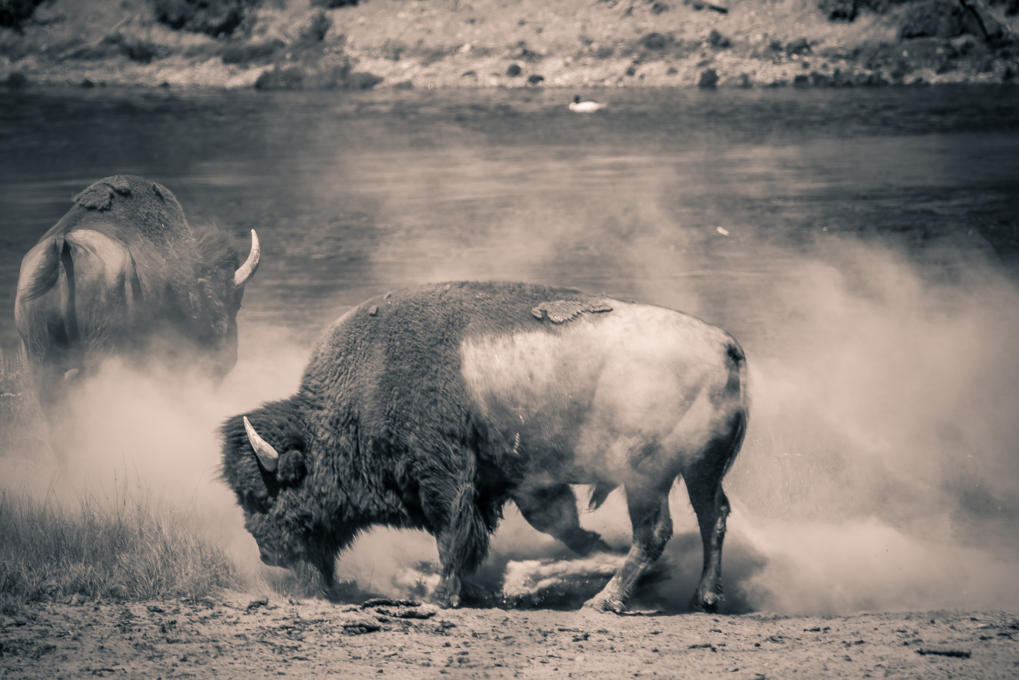 Nikon D600 sample photo. Dust bath photography
