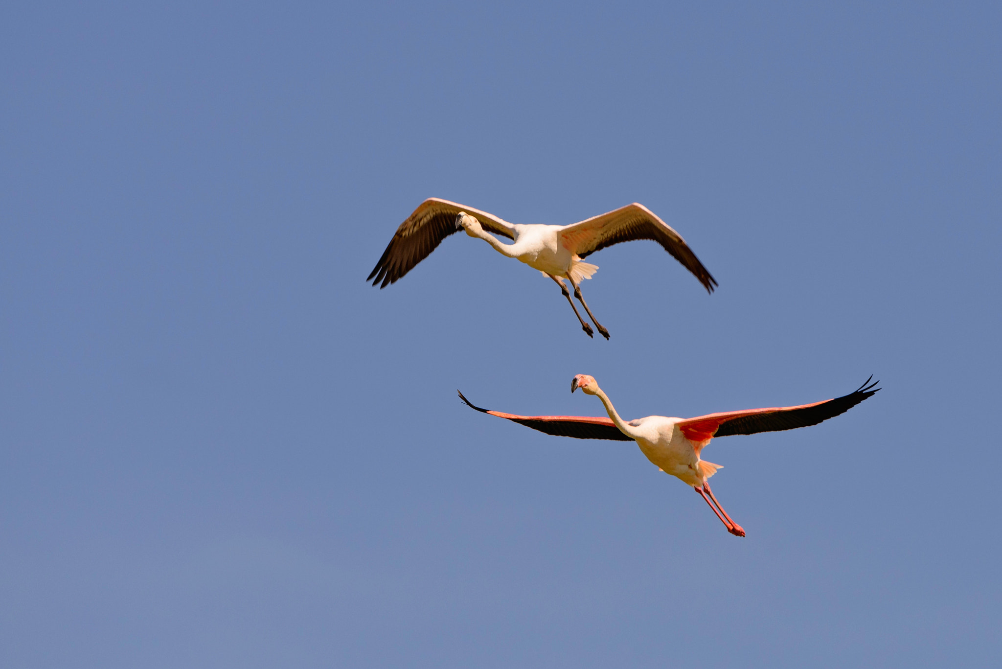 Nikon D800 + Nikon AF-S Nikkor 500mm F4G ED VR sample photo. Pont de gau camargue photography