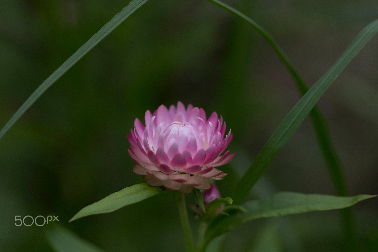 Sigma 50mm f/1.4 EX DG HSM + 1.4x sample photo. Img_1854.jpg photography