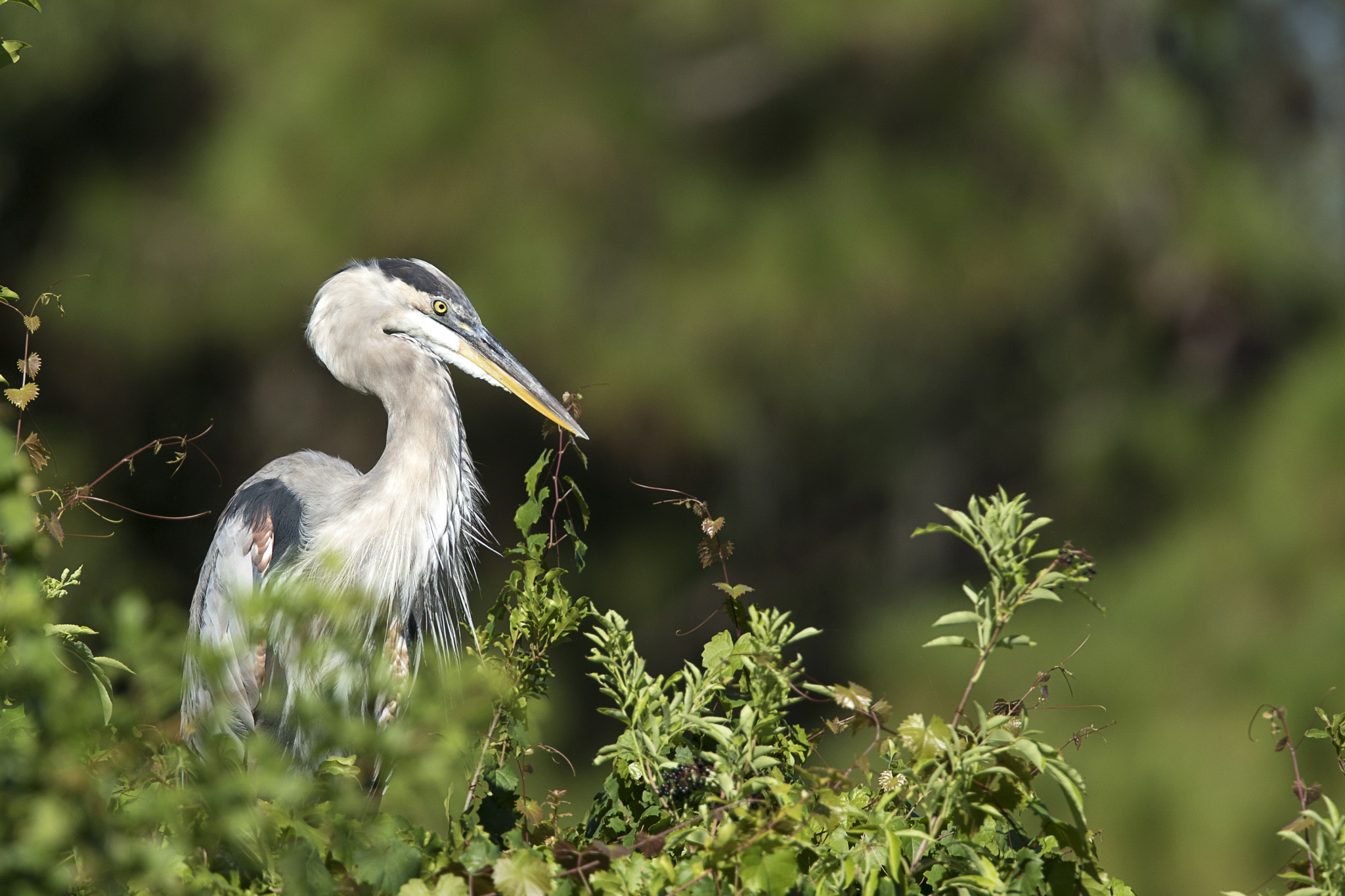 Canon EOS 7D Mark II sample photo. Great blue heron photography