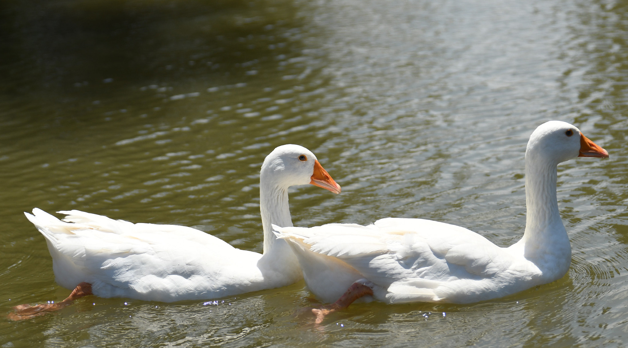 Tamron SP 24-70mm F2.8 Di VC USD sample photo. White duck photography
