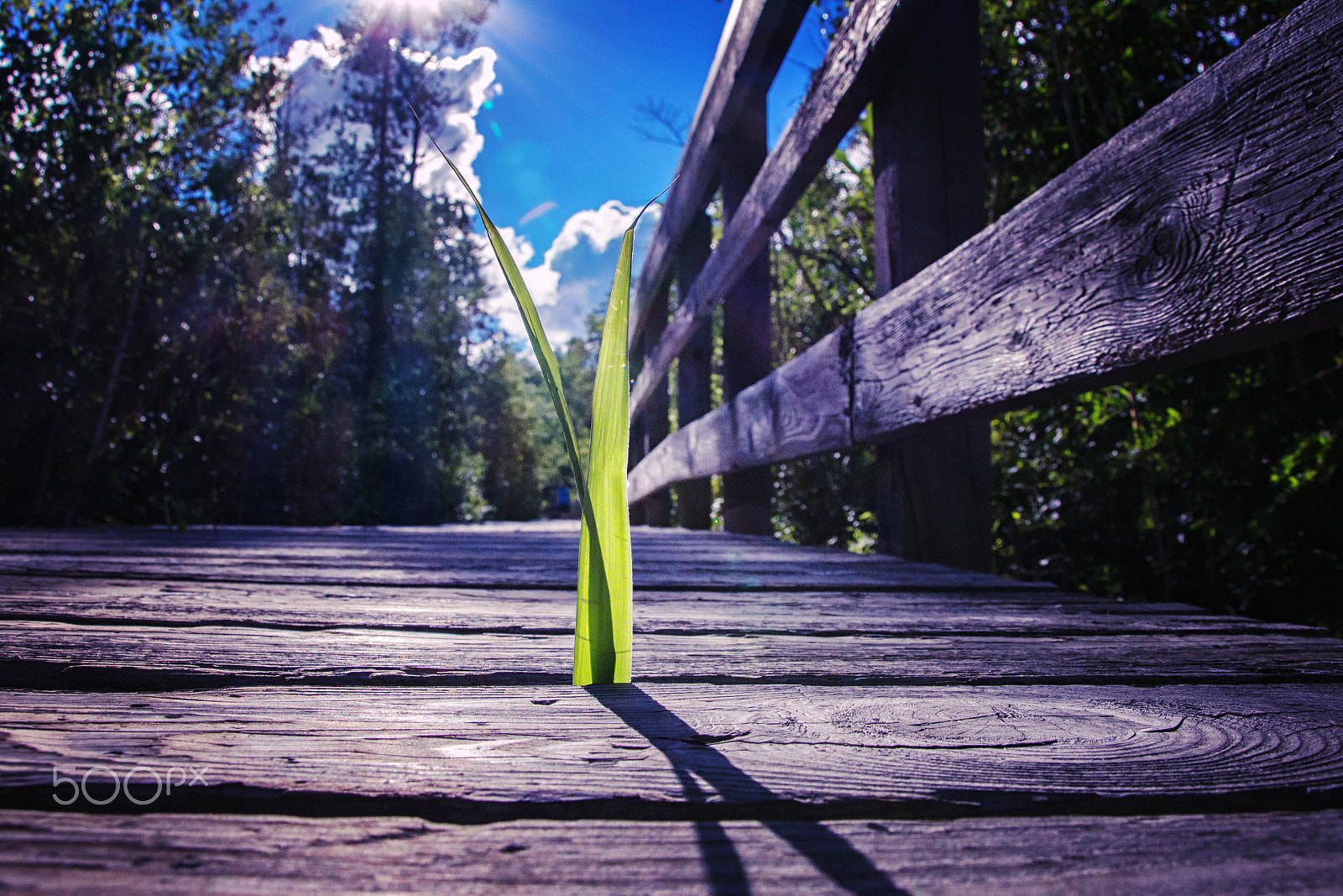 Canon EOS 650D (EOS Rebel T4i / EOS Kiss X6i) sample photo. A grass through a bridge photography