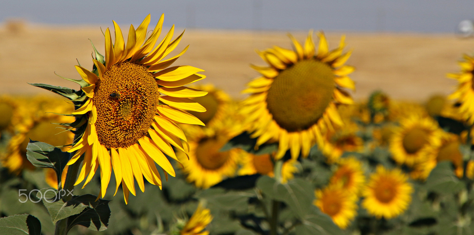 Canon TS-E 90mm F2.8 Tilt-Shift sample photo. Hot yellows photography