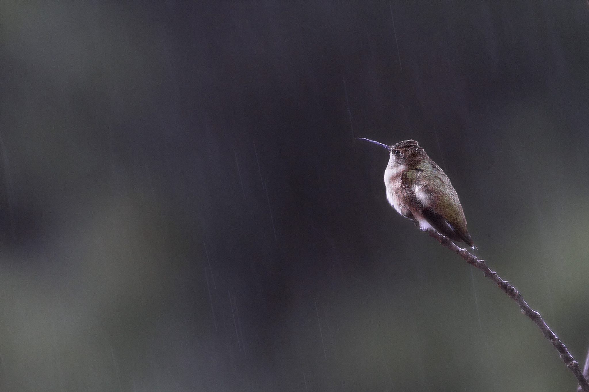 Canon EF 100-400mm F4.5-5.6L IS USM sample photo. Ruby throated humming bird photography