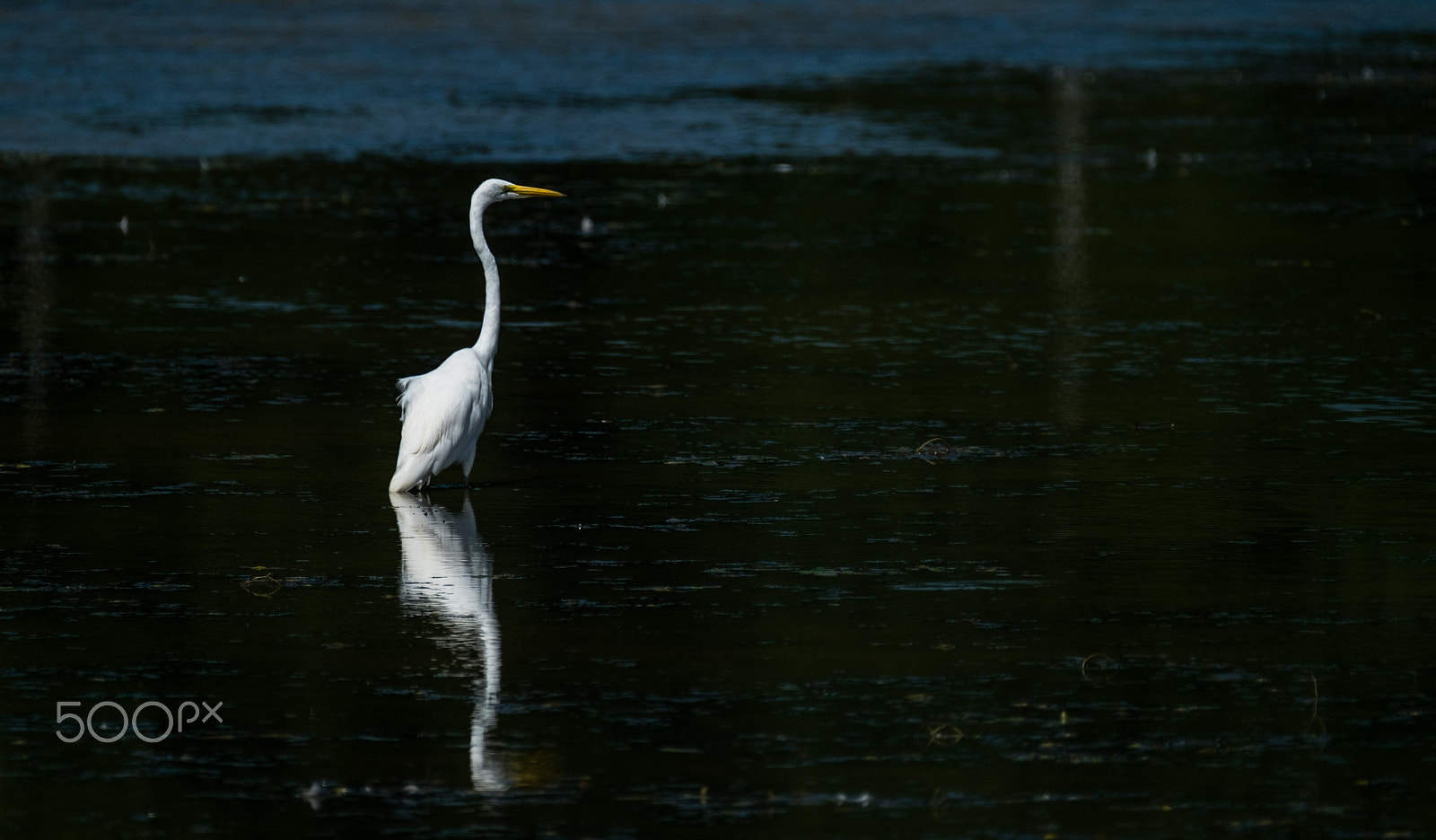 Fujifilm XF 100-400mm F4.5-5.6 R LM OIS WR sample photo. Egret reflections 2 photography