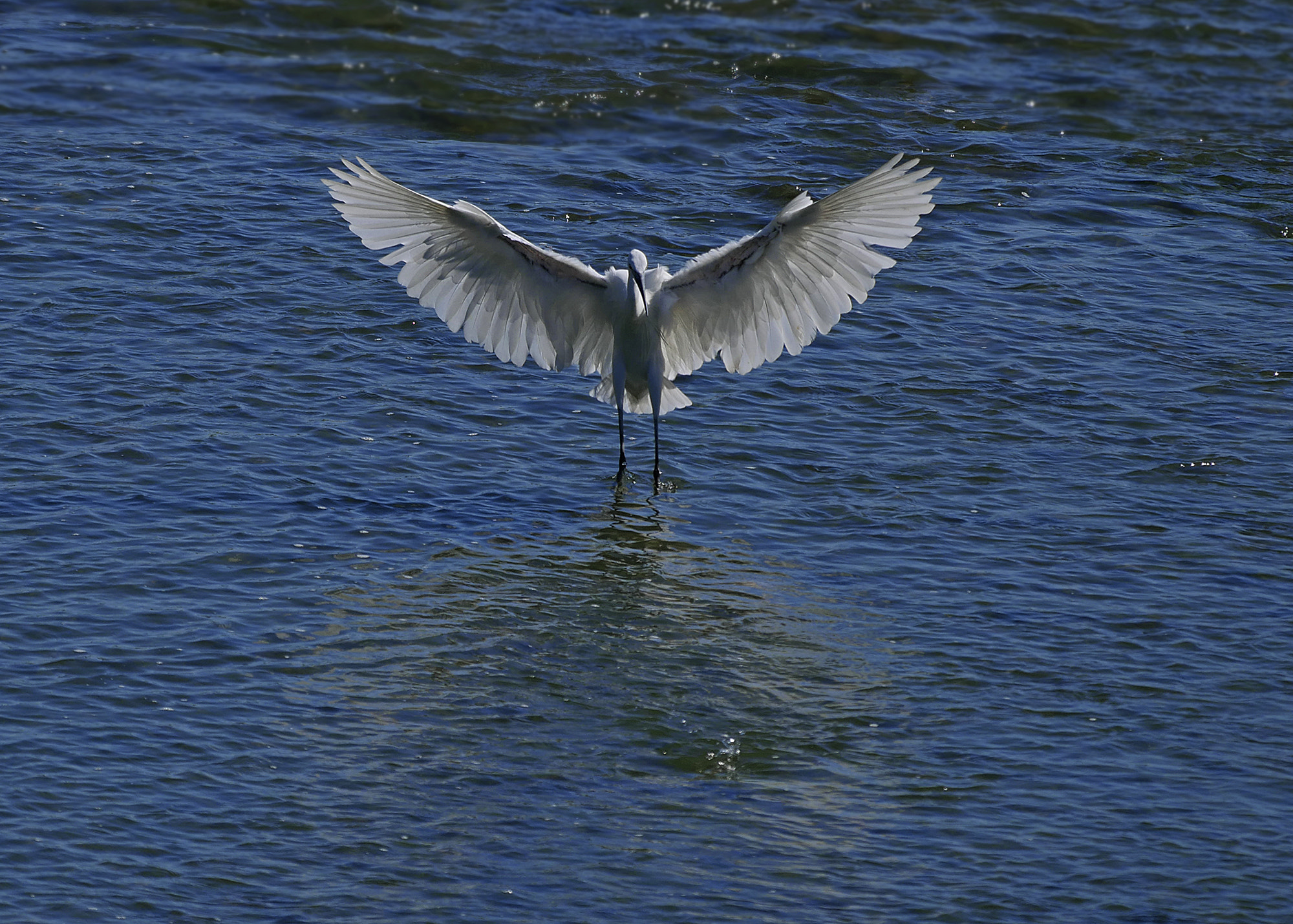 LEICA DG 100-400/F4.0-6.3 sample photo. Landing... photography