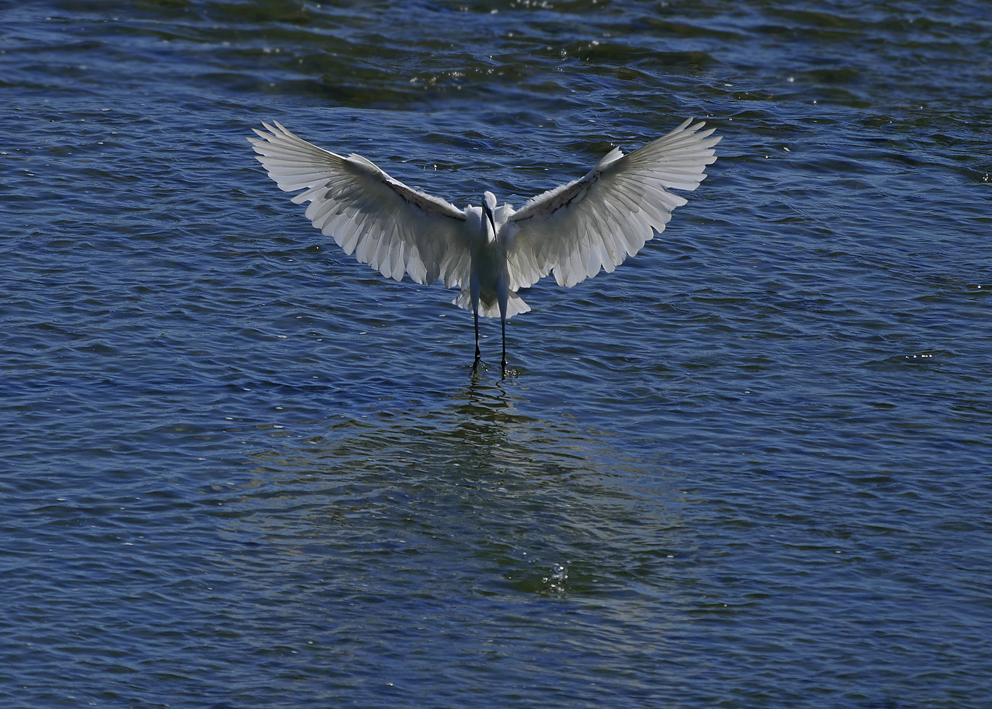 Panasonic Lumix DMC-G7 + LEICA DG 100-400/F4.0-6.3 sample photo. Landing... photography