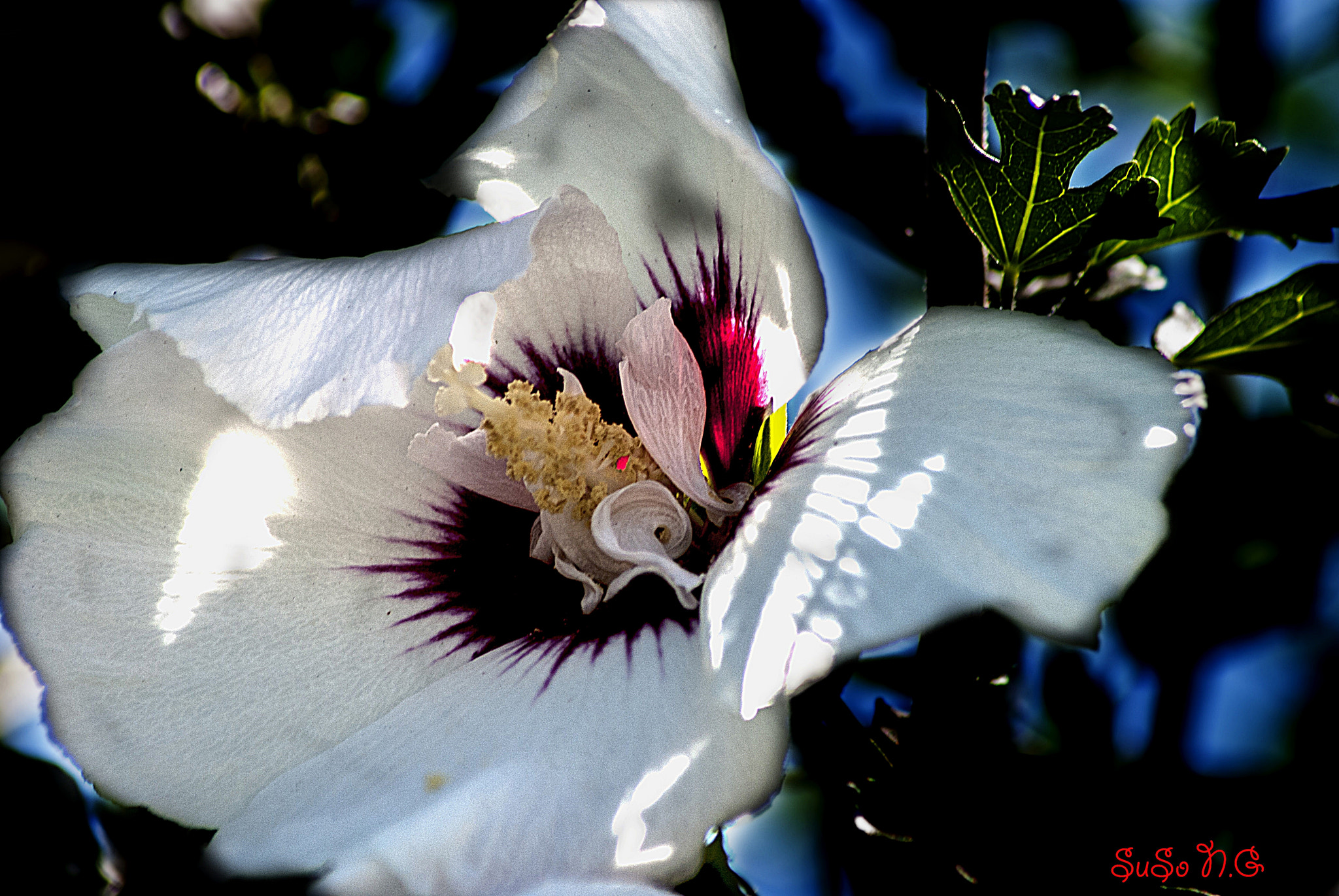Nikon D3000 sample photo. Flor photography