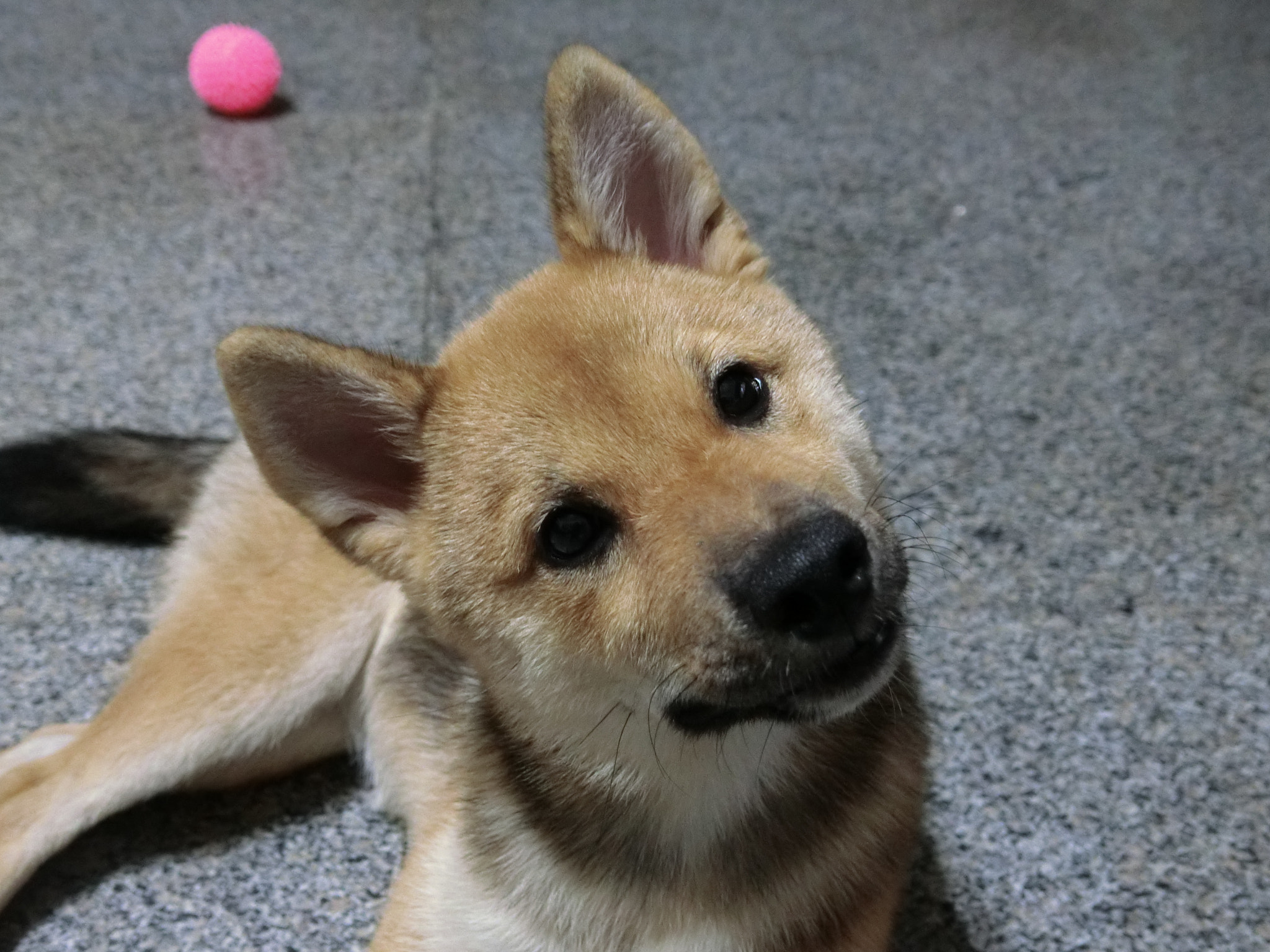 CASIO EX-100 sample photo. 我家柴犬 photography