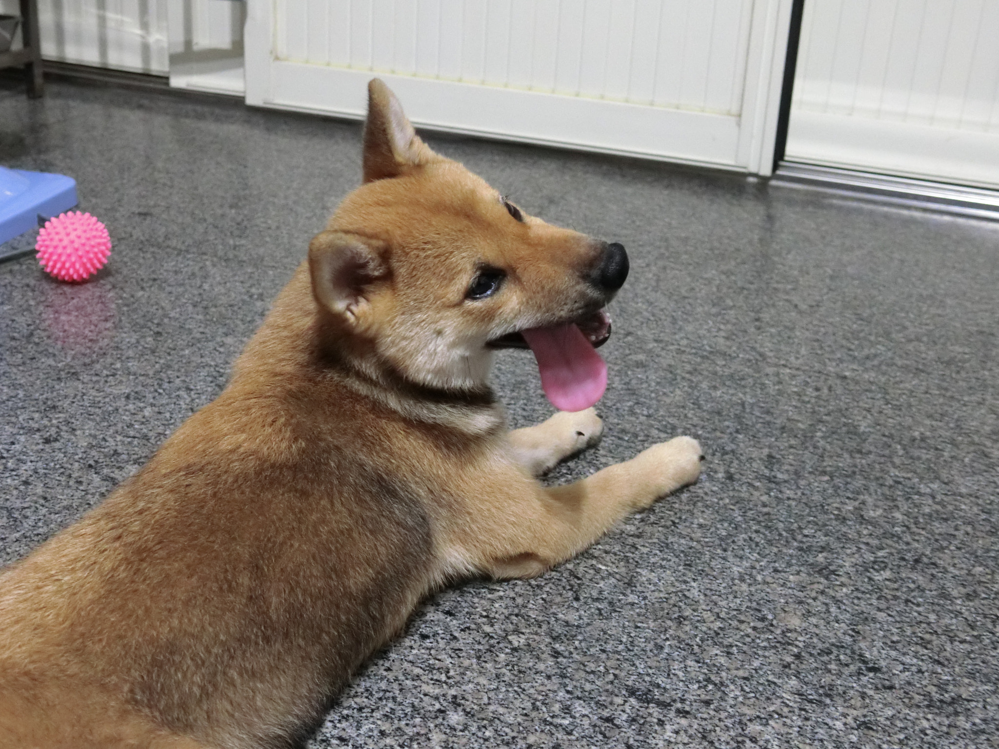 CASIO EX-100 sample photo. 我家柴犬 photography