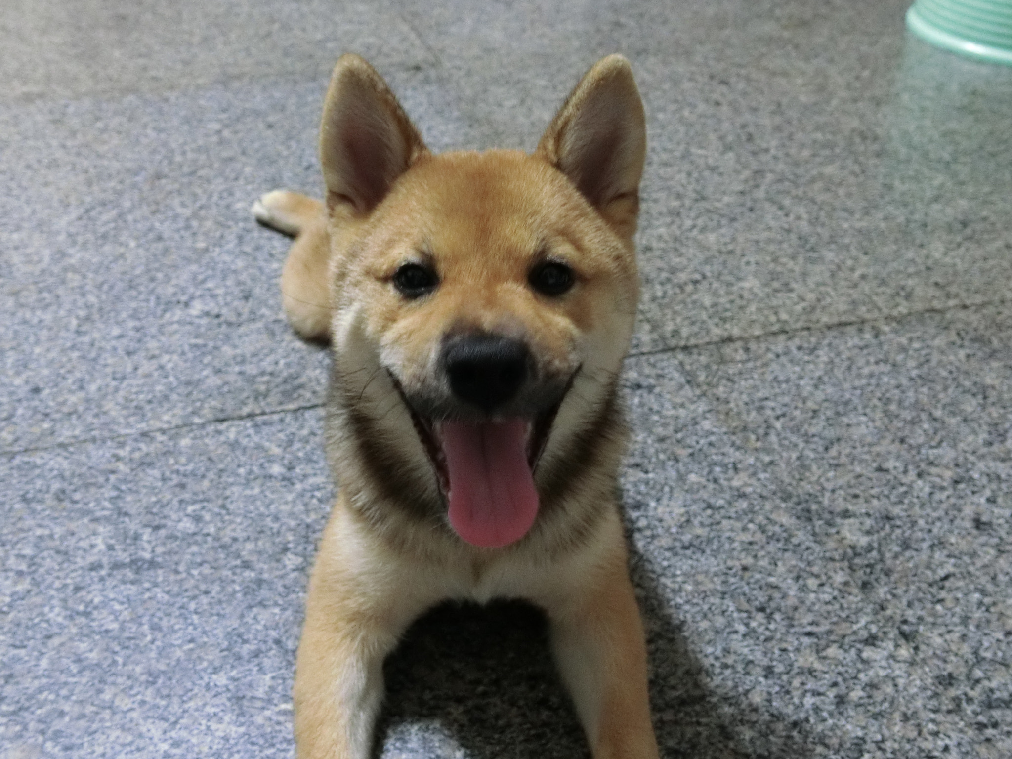 CASIO EX-100 sample photo. 我家柴犬 photography