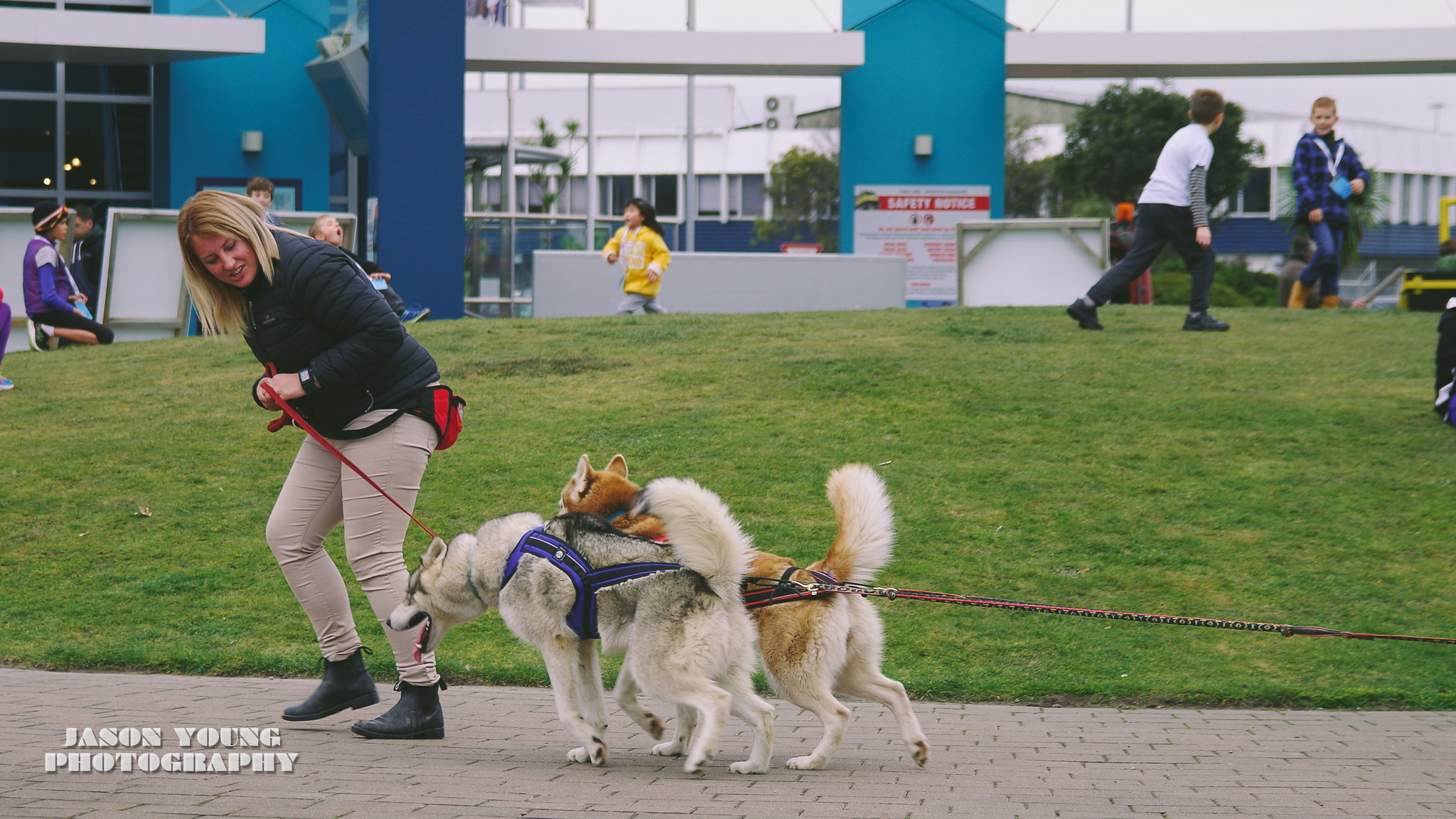 Sigma 17-50mm F2.8 EX DC HSM sample photo. Husky photography