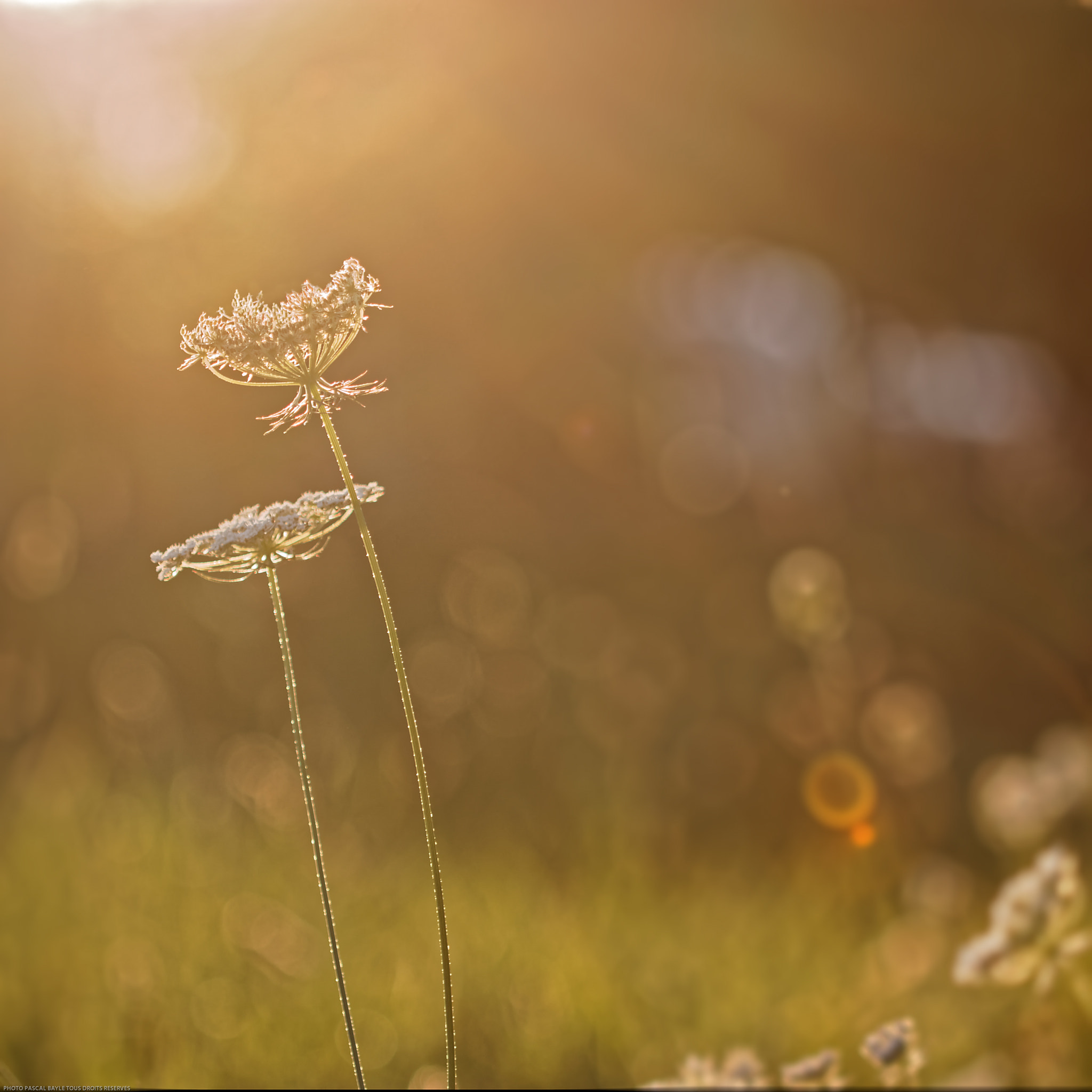 Canon EOS 650D (EOS Rebel T4i / EOS Kiss X6i) sample photo. Carotte sauvage  photography