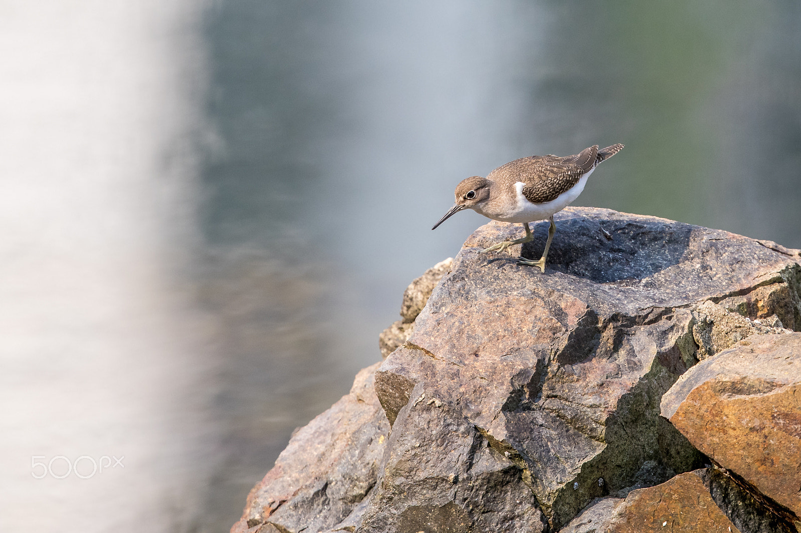 Canon EF 500mm F4L IS II USM sample photo. Common sandpiper (actitis hypoleucos) looking for food photography