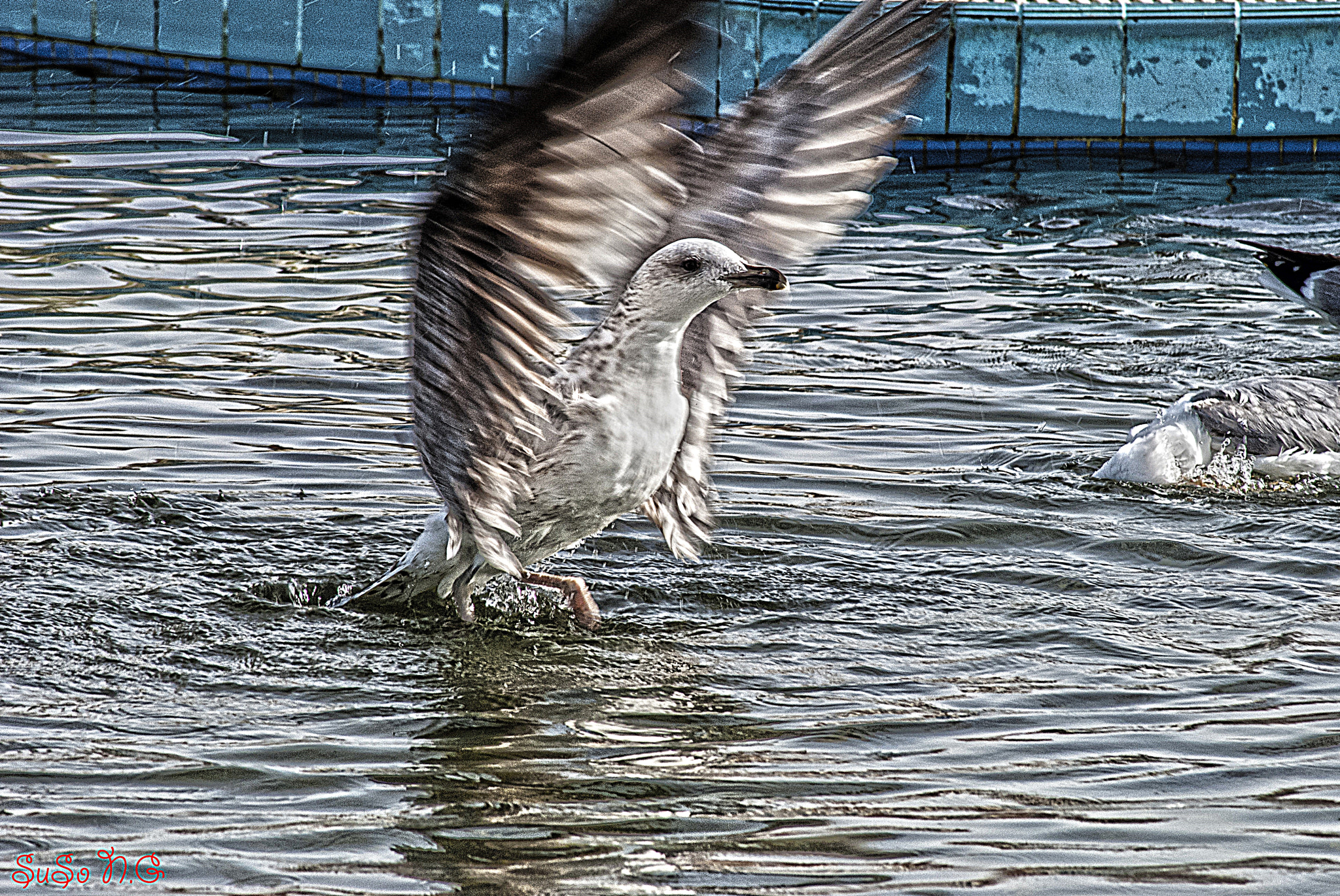 Nikon D3000 sample photo. El despegue photography