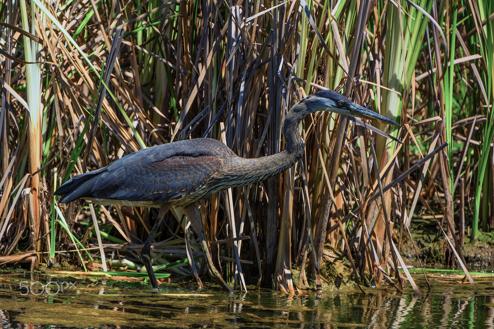 Fujifilm XF 100-400mm F4.5-5.6 R LM OIS WR sample photo. Heron hunt photography