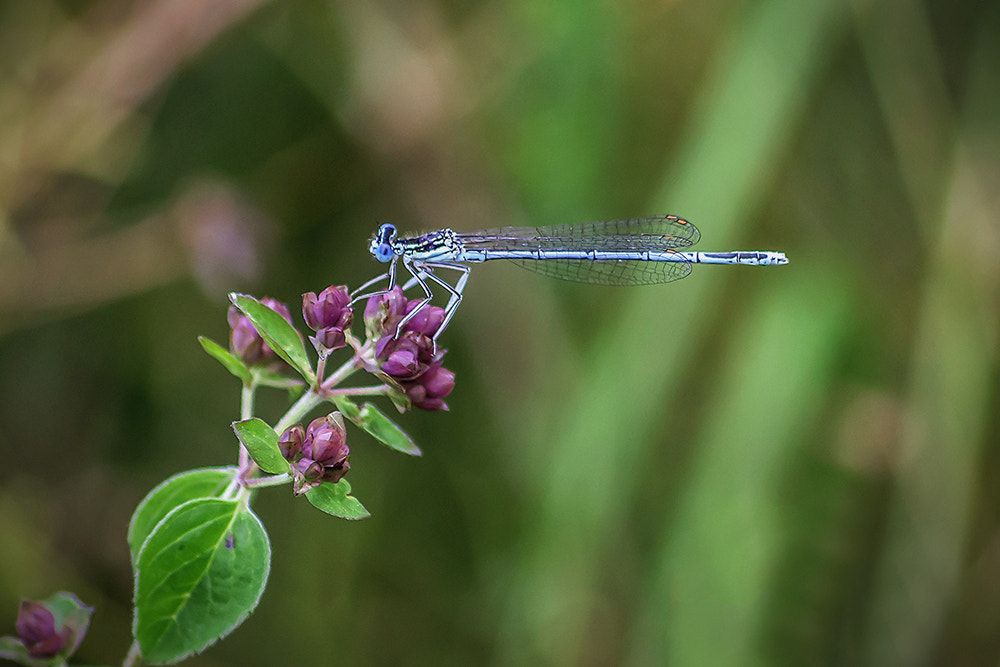 Canon EOS 450D (EOS Rebel XSi / EOS Kiss X2) sample photo. Damselfly photography