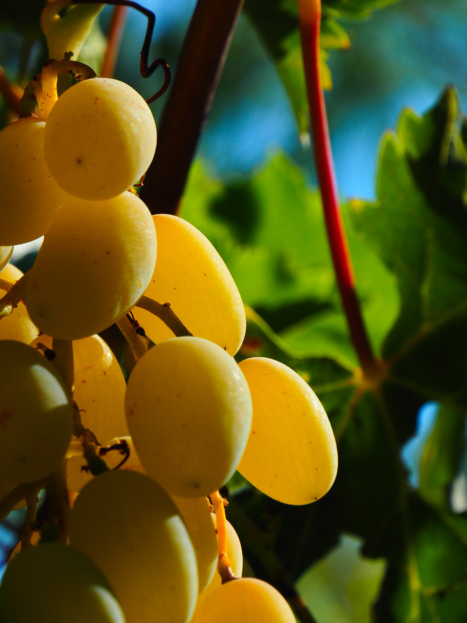 Olympus OM-D E-M5 II sample photo. Grapes photography