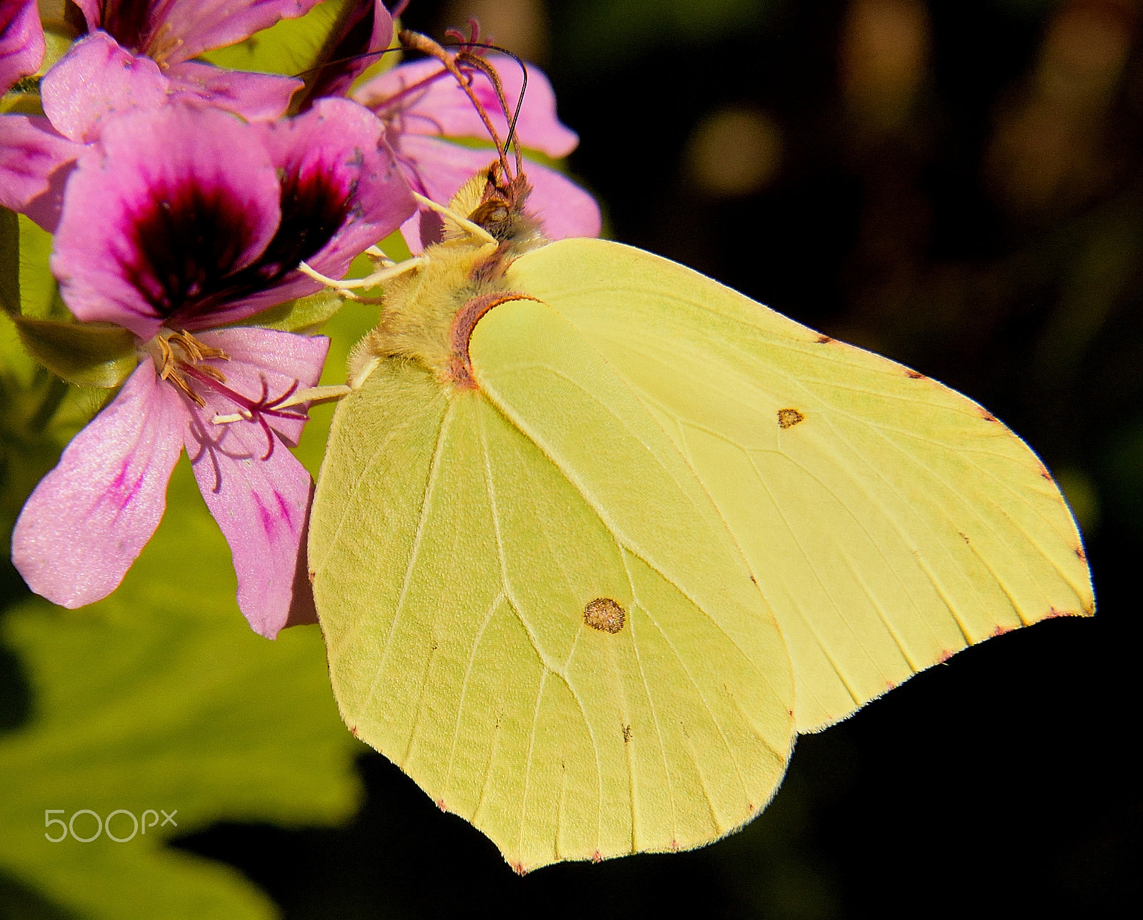 Sigma 18-200mm F3.5-6.3 DC OS HSM sample photo. Simple butterfly photography