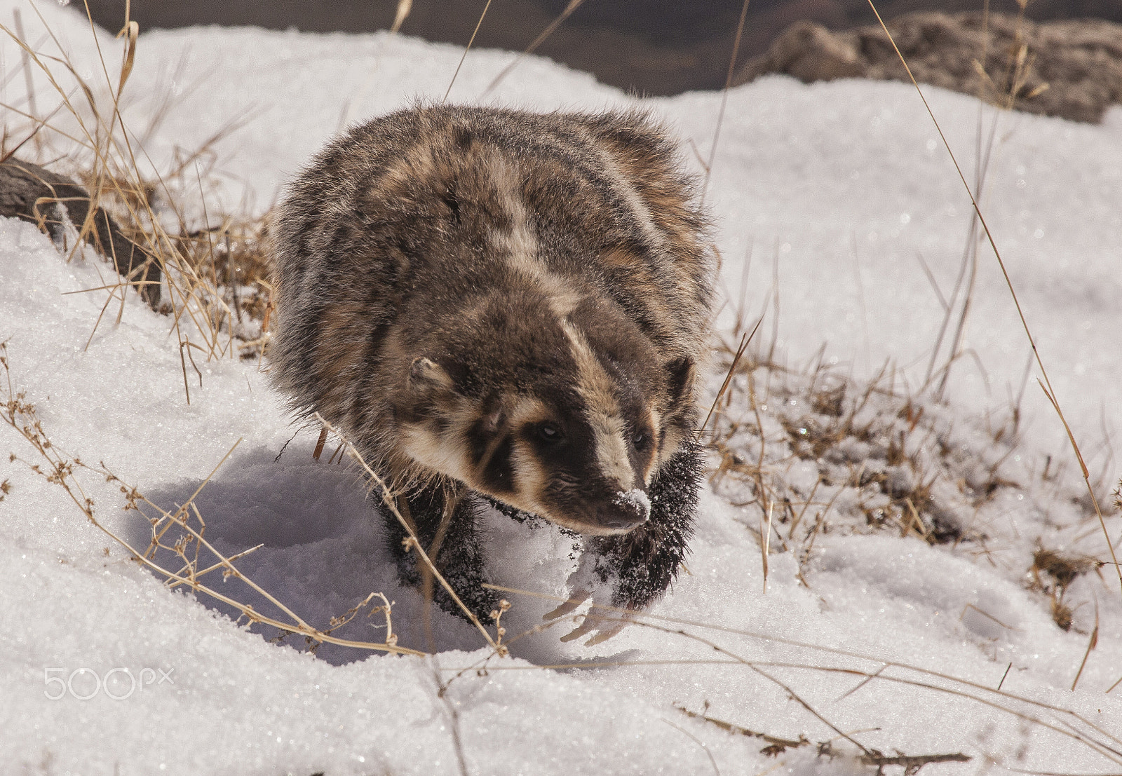 Canon EOS 5D Mark II + Canon EF 100-400mm F4.5-5.6L IS USM sample photo. Taxidea taxus-badger, yellowstone national park photography