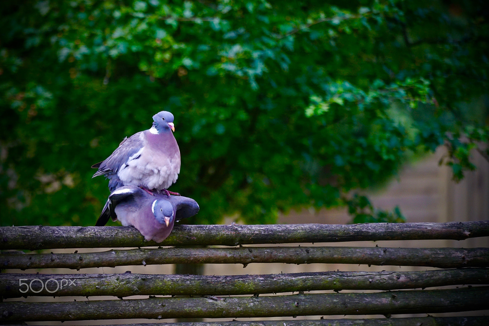 Sony FE 70-200mm F4 G OSS sample photo. Pigeons photography