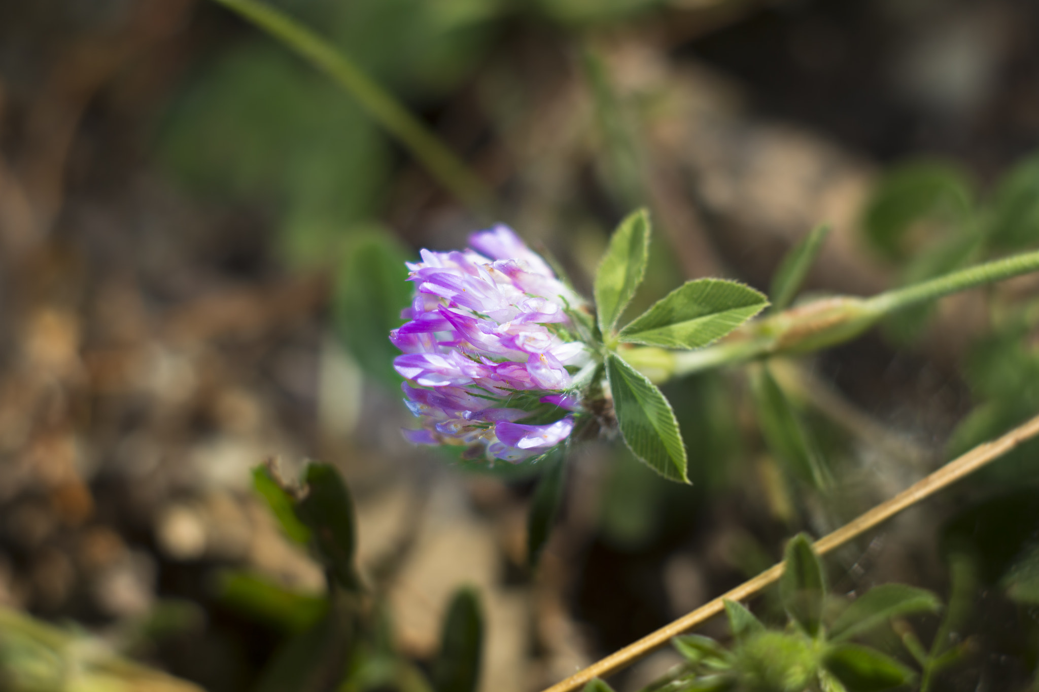 Canon EF 35-80mm f/4-5.6 sample photo. Not just a flower photography