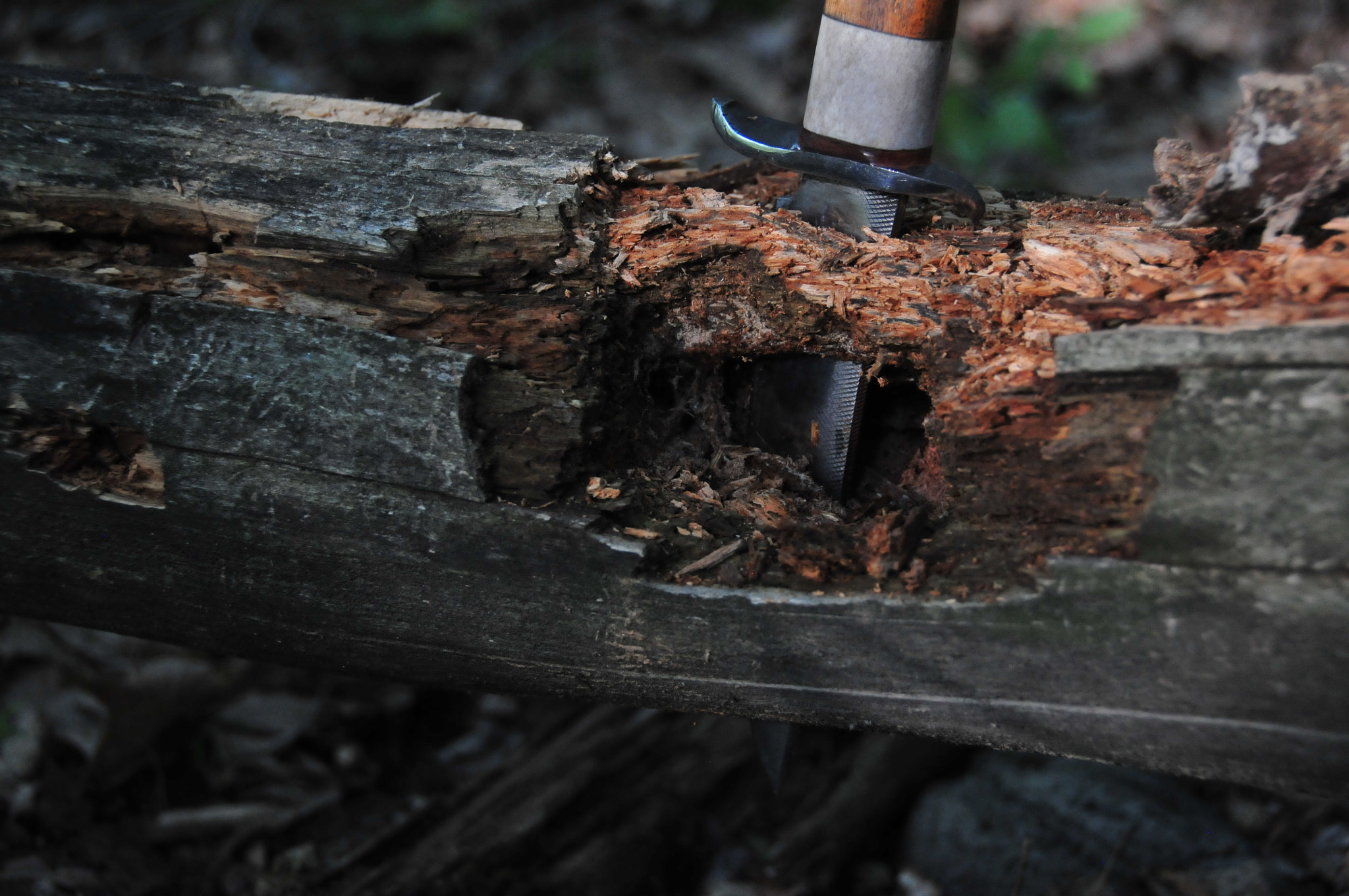 Nikon D300 sample photo. Death to fiber! photography