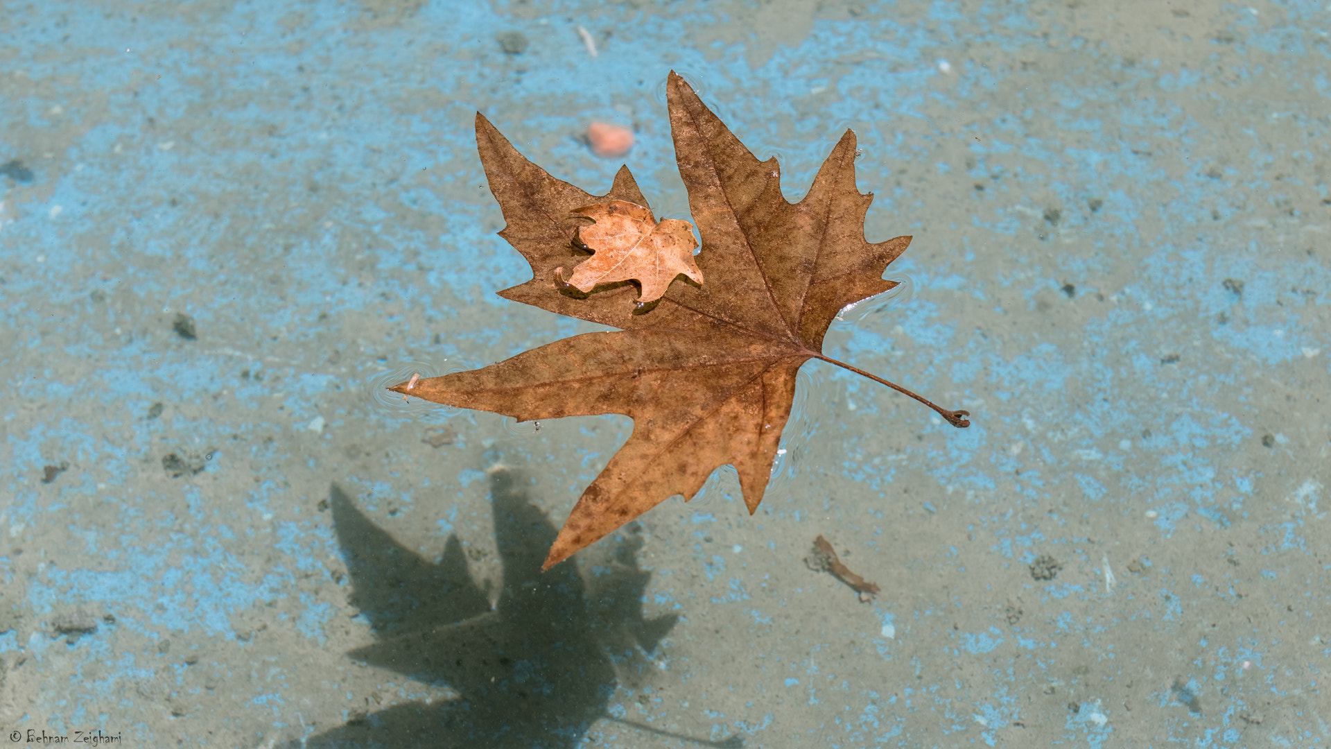 Nikon D5500 + Tamron SP 35mm F1.8 Di VC USD sample photo. Floating leaf photography