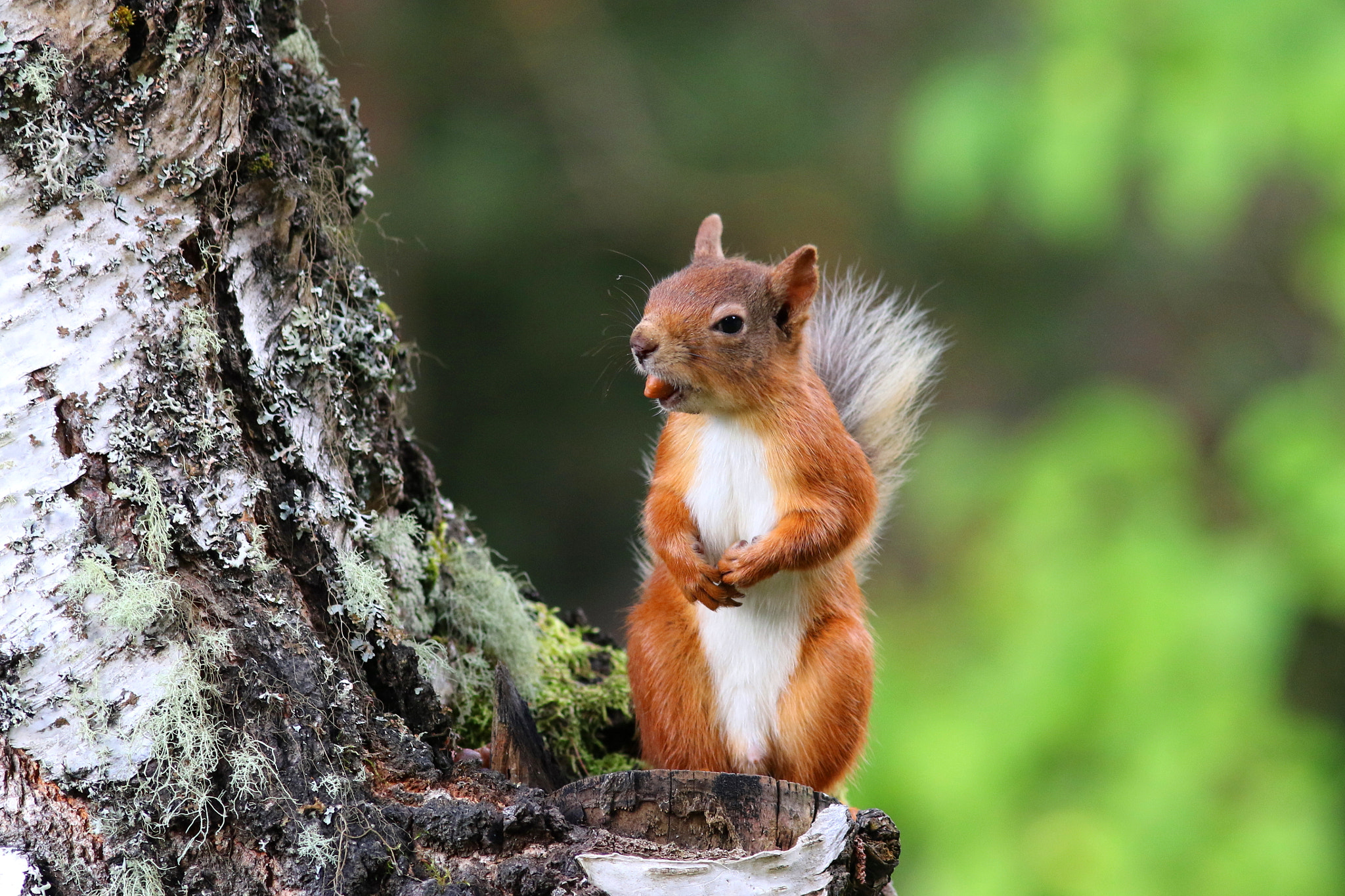 Canon EF 300mm F4L IS USM sample photo. Cheeky squirrel photography