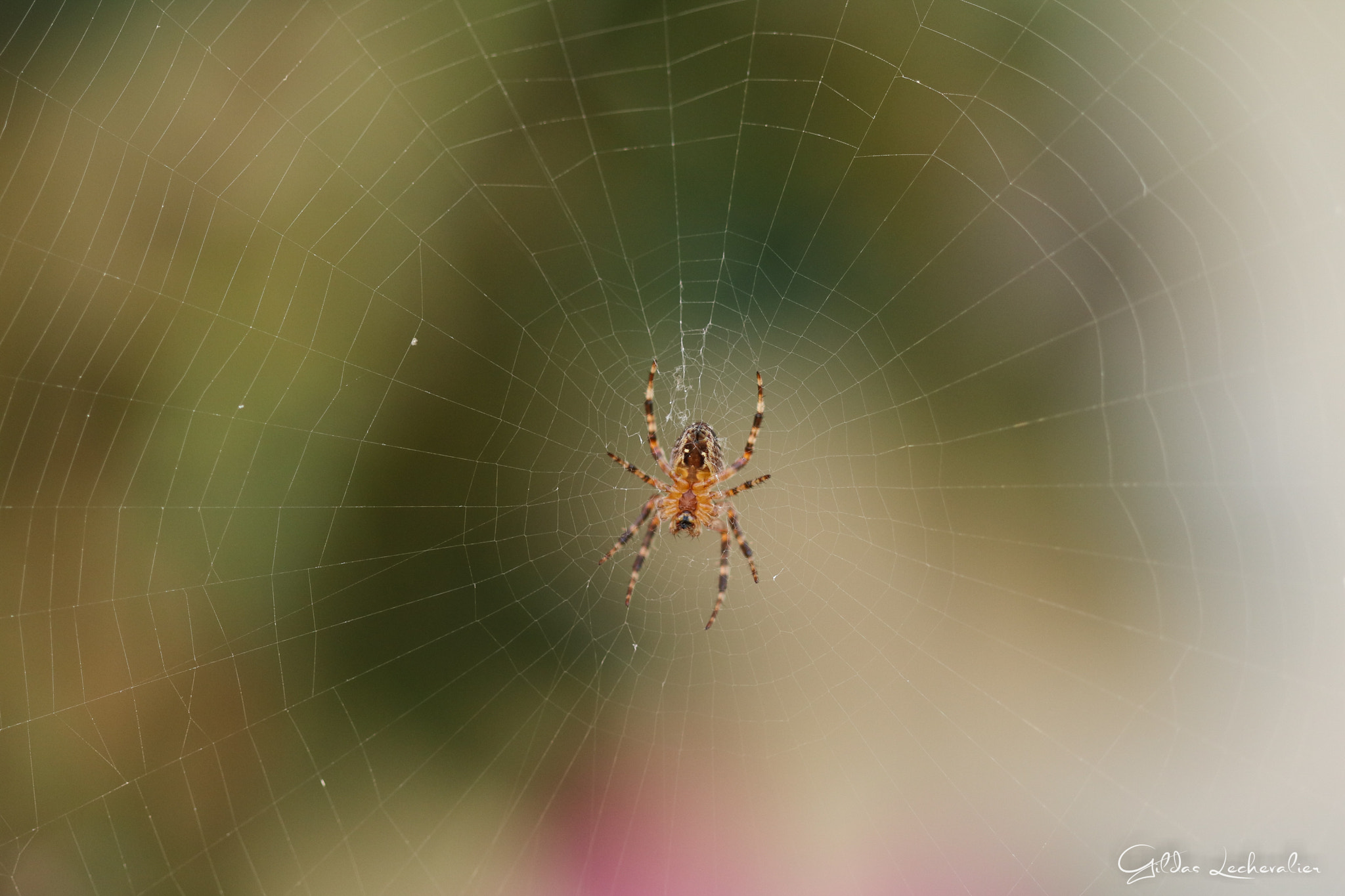 Canon EF 100mm F2.8 Macro USM sample photo. Spider photography