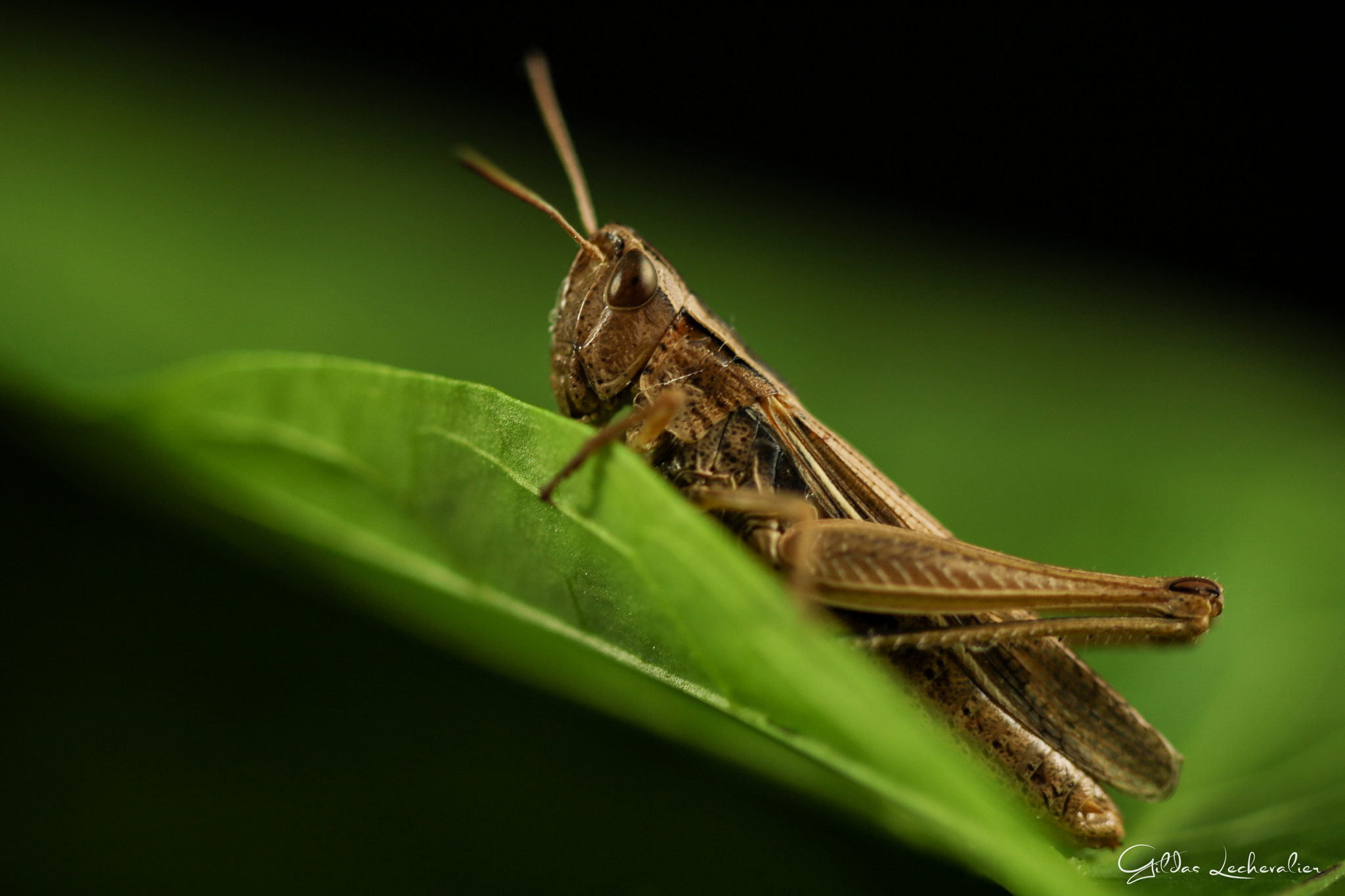 Canon EF 100mm F2.8 Macro USM sample photo. Grasshopper photography