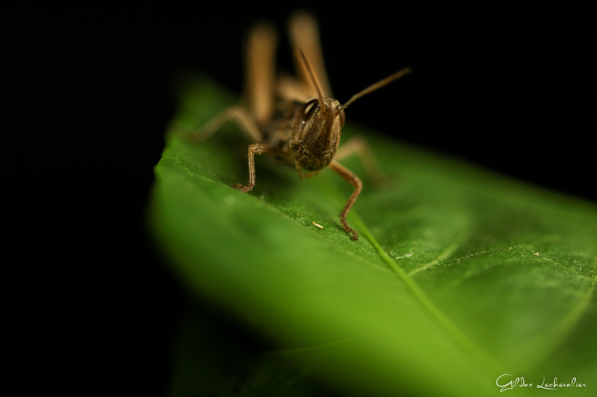 Canon EF 100mm F2.8 Macro USM sample photo. Grasshopper photography