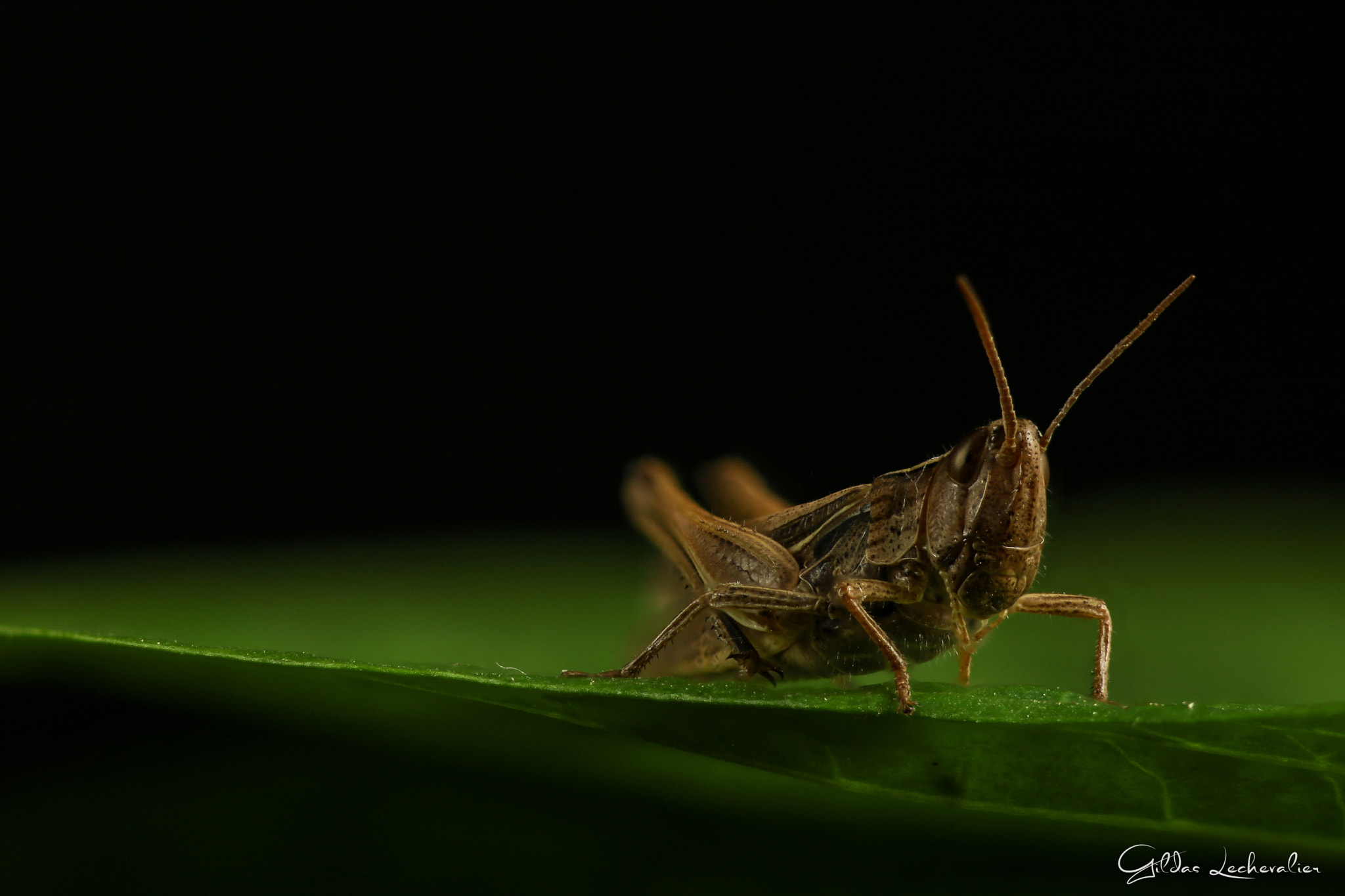 Canon EF 100mm F2.8 Macro USM sample photo. Grasshopper photography