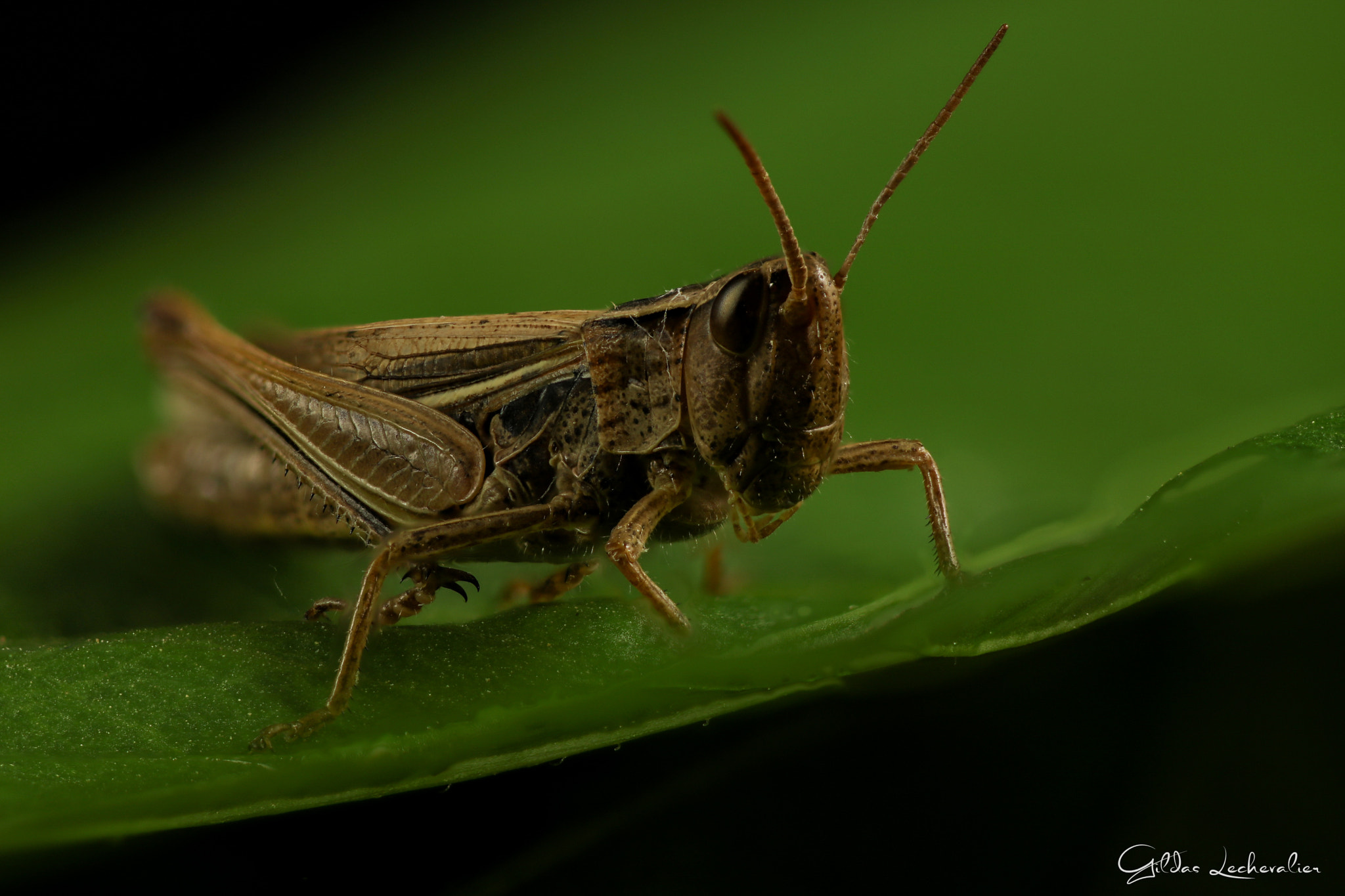Canon EF 100mm F2.8 Macro USM sample photo. Grasshopper photography