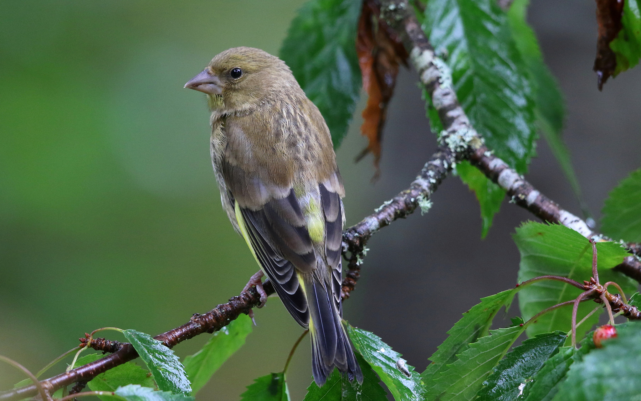 Canon EF 500mm F4L IS II USM sample photo. Green finch photography