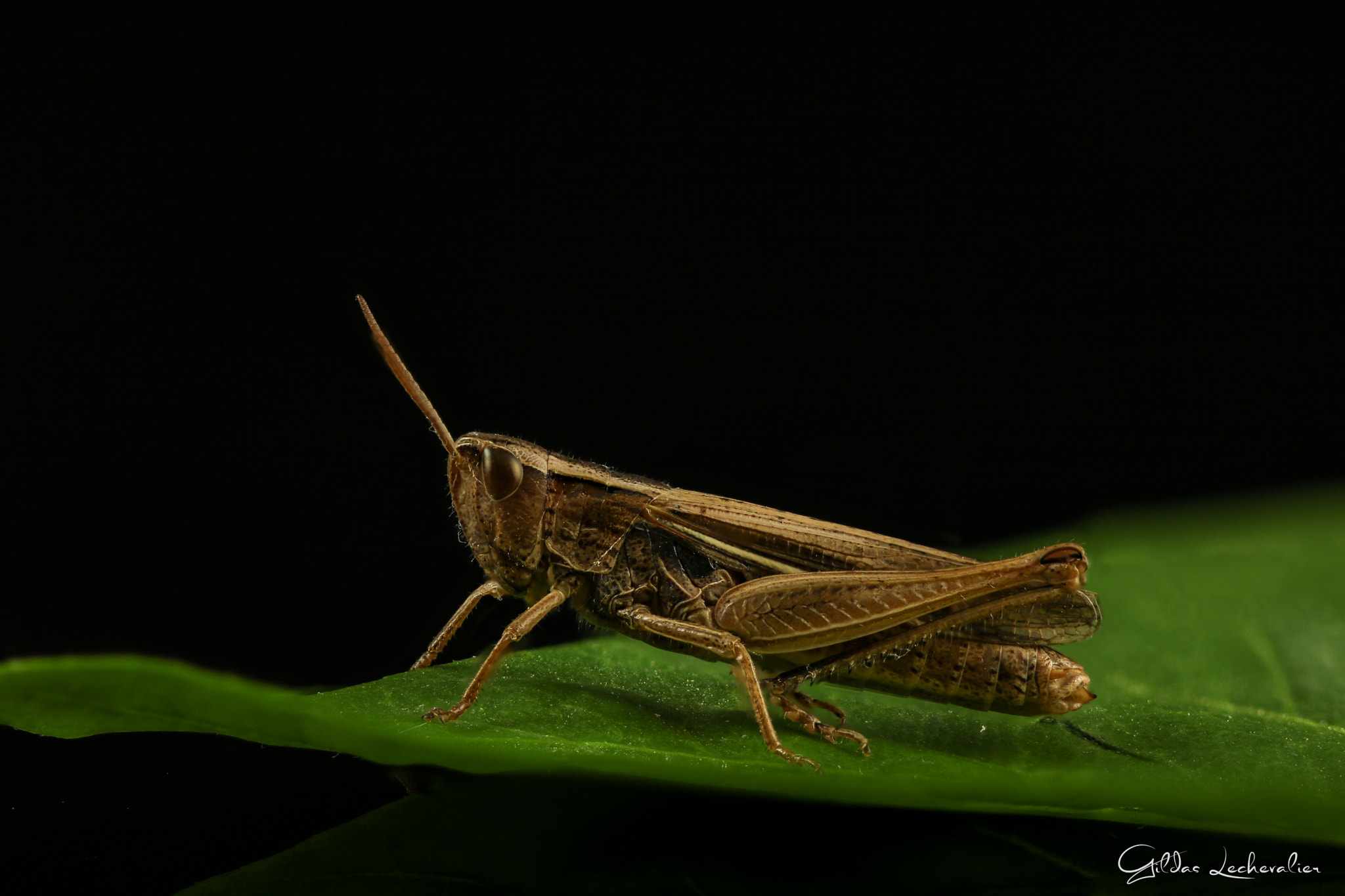 Canon EF 100mm F2.8 Macro USM sample photo. Grasshopper photography