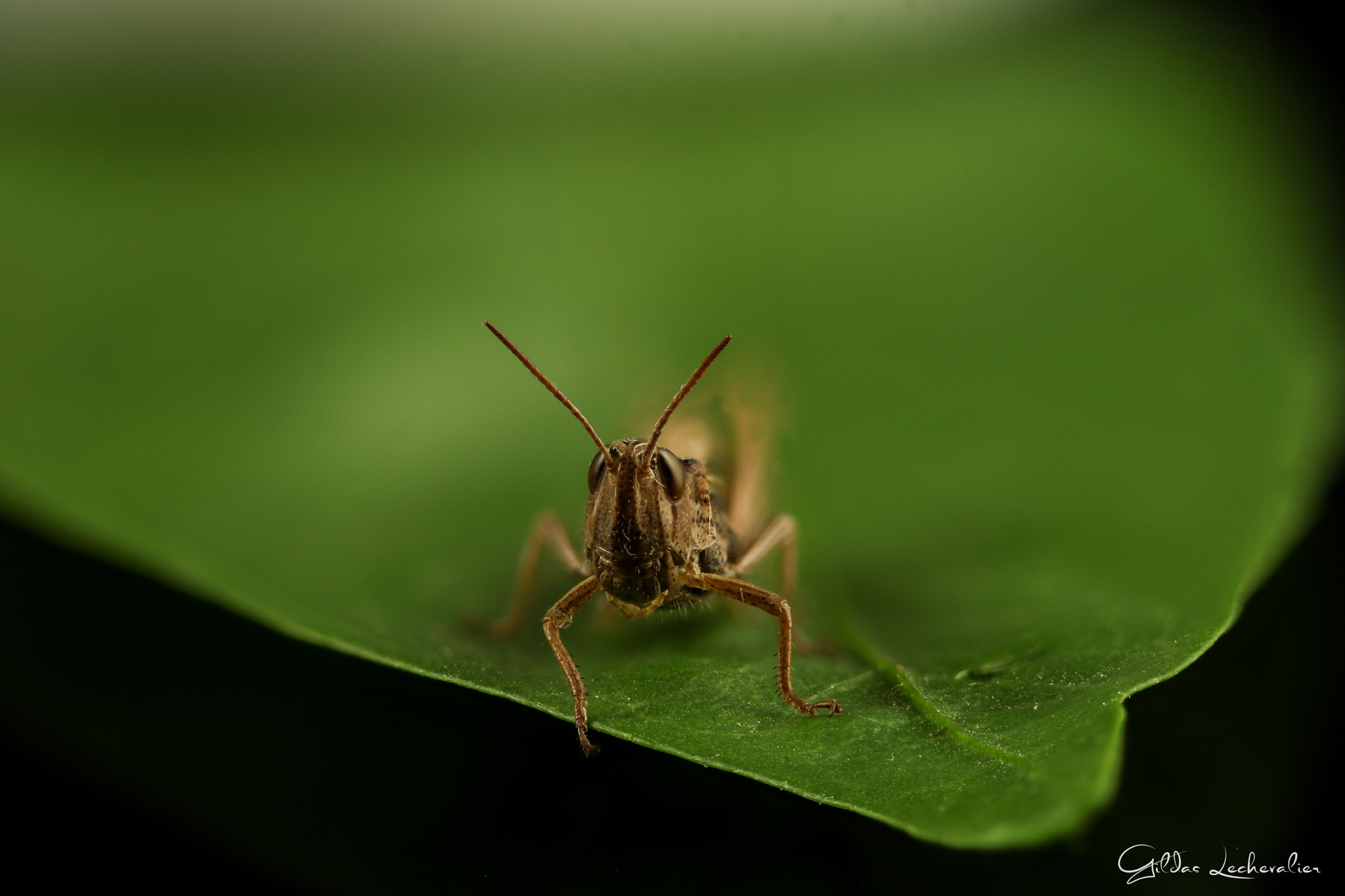 Canon EF 100mm F2.8 Macro USM sample photo. Grasshopper photography