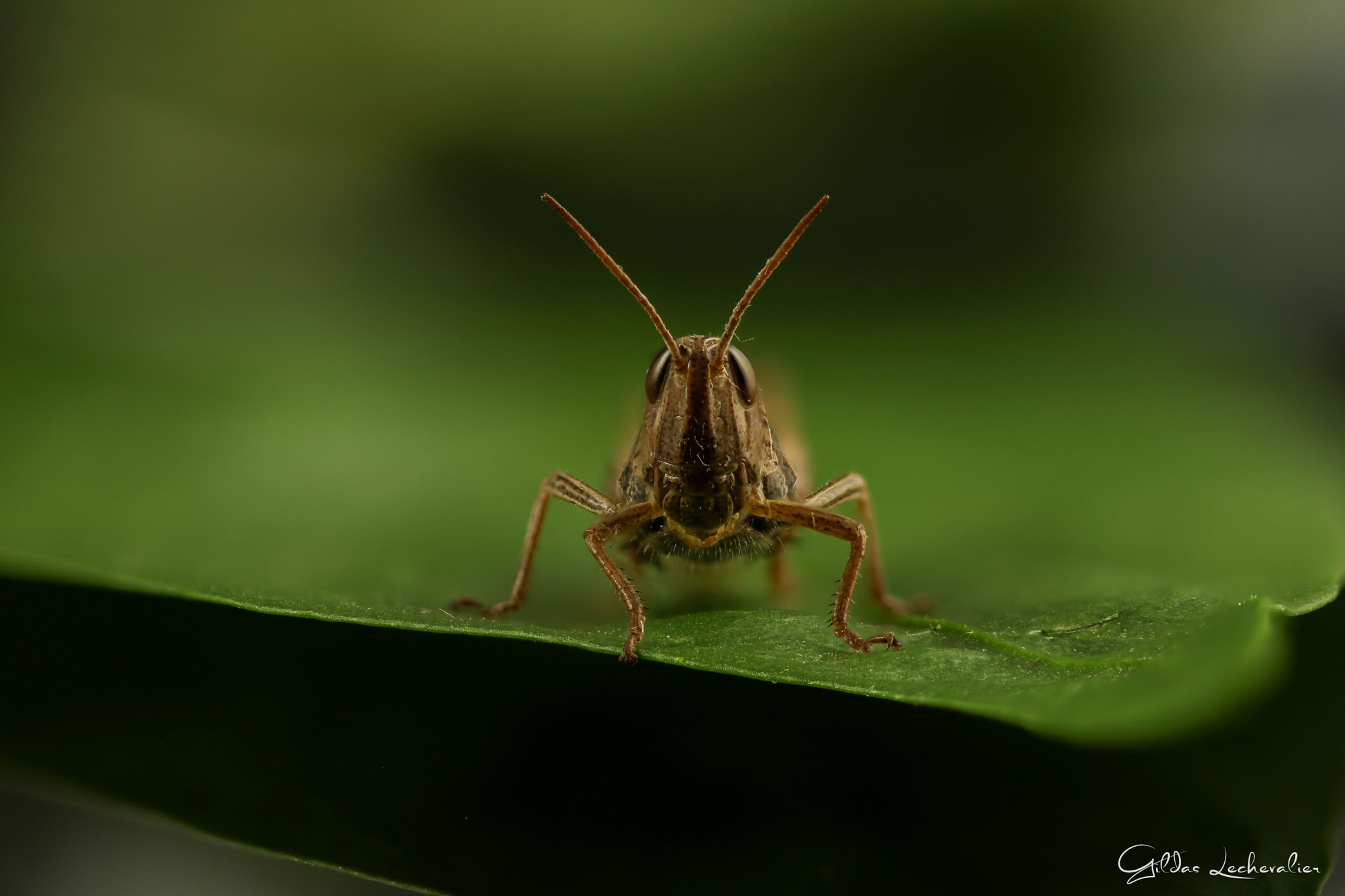 Canon EF 100mm F2.8 Macro USM sample photo. Grasshopper photography