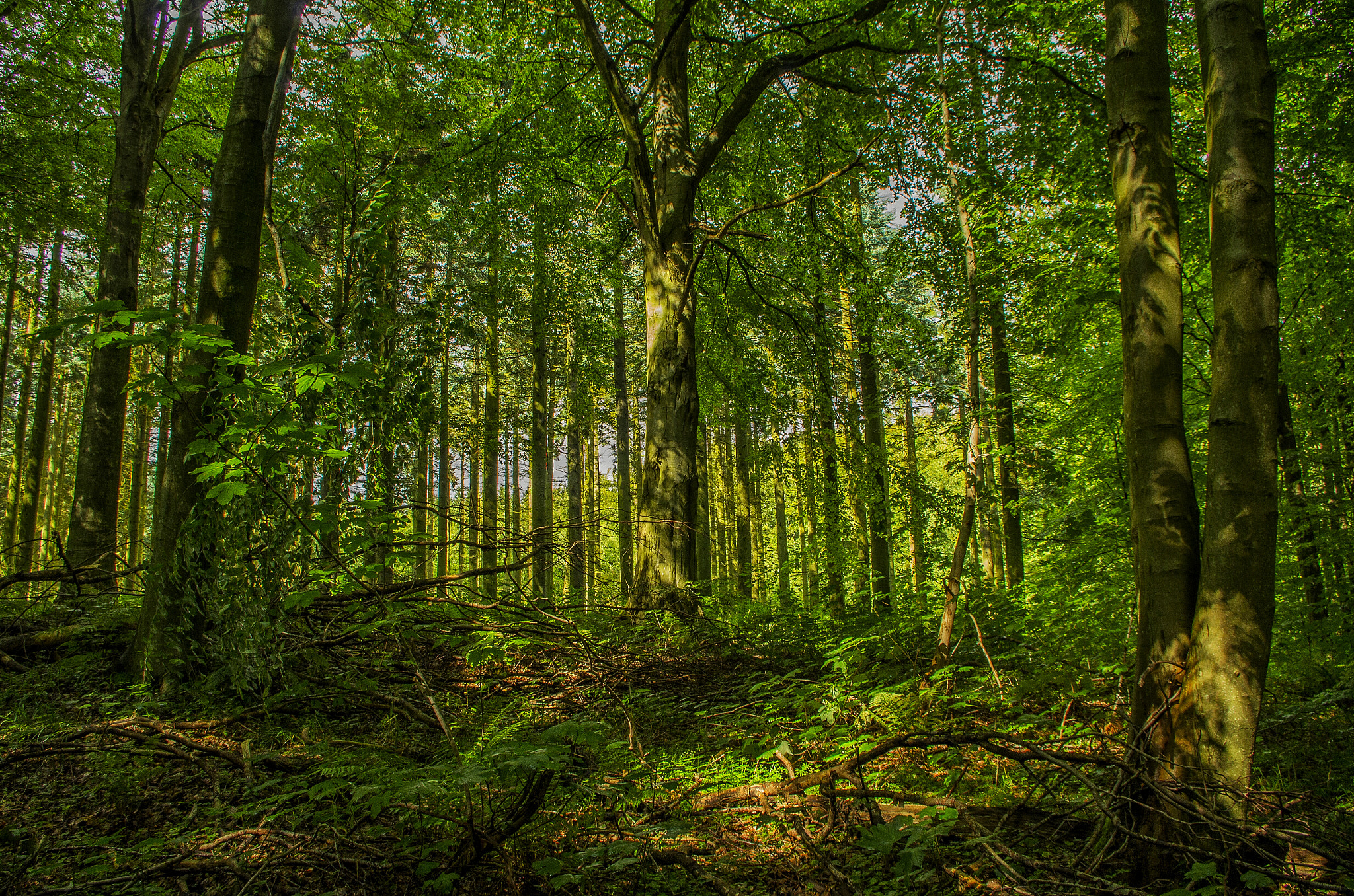 Pentax K-30 sample photo. Magic forest  photography