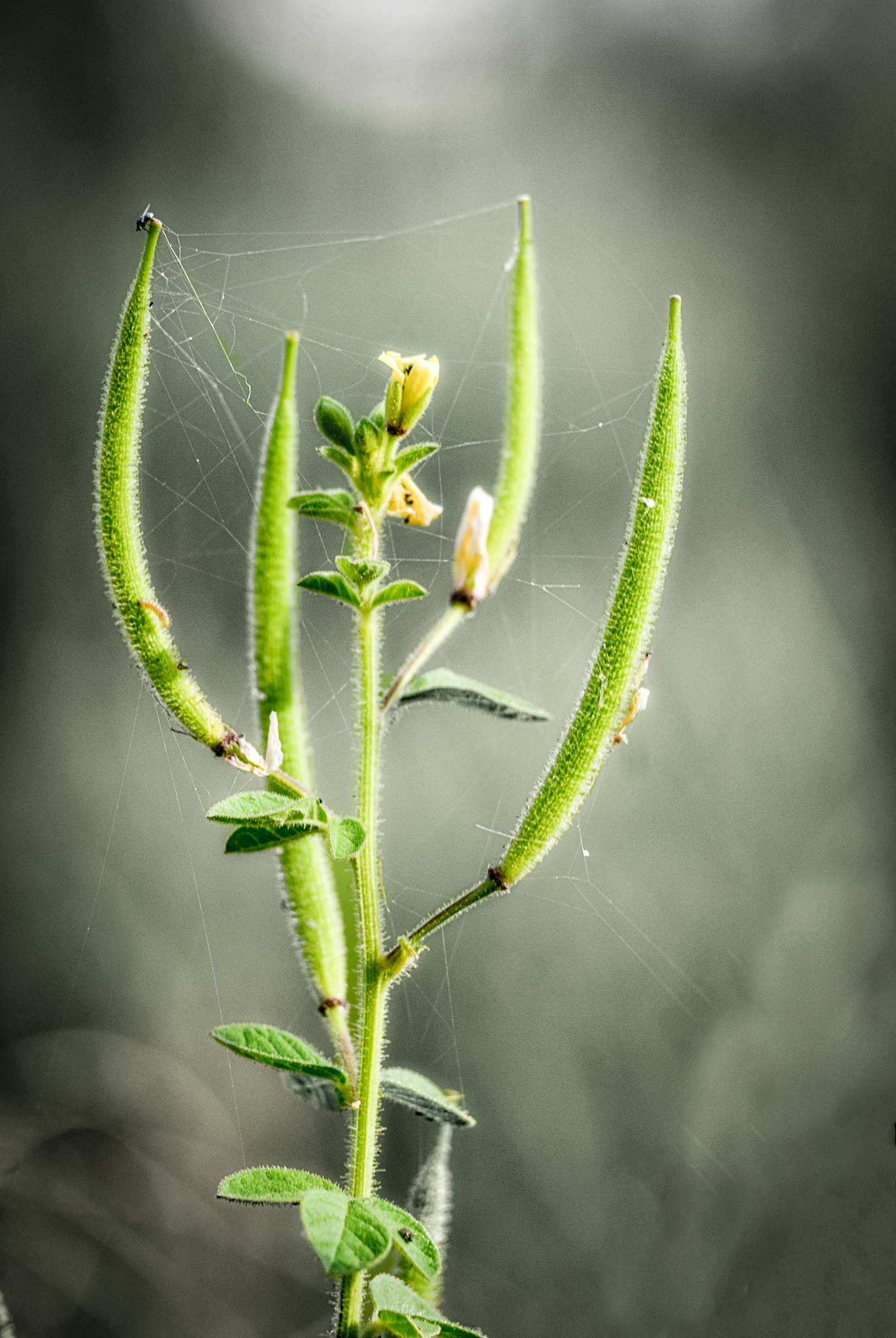 Nikon D40X sample photo. Symbol photography