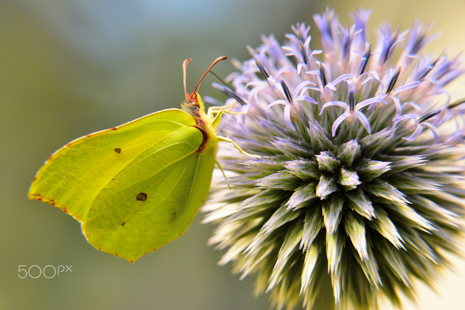 Sigma 18-200mm F3.5-6.3 DC OS HSM sample photo. Simple butterfly photography