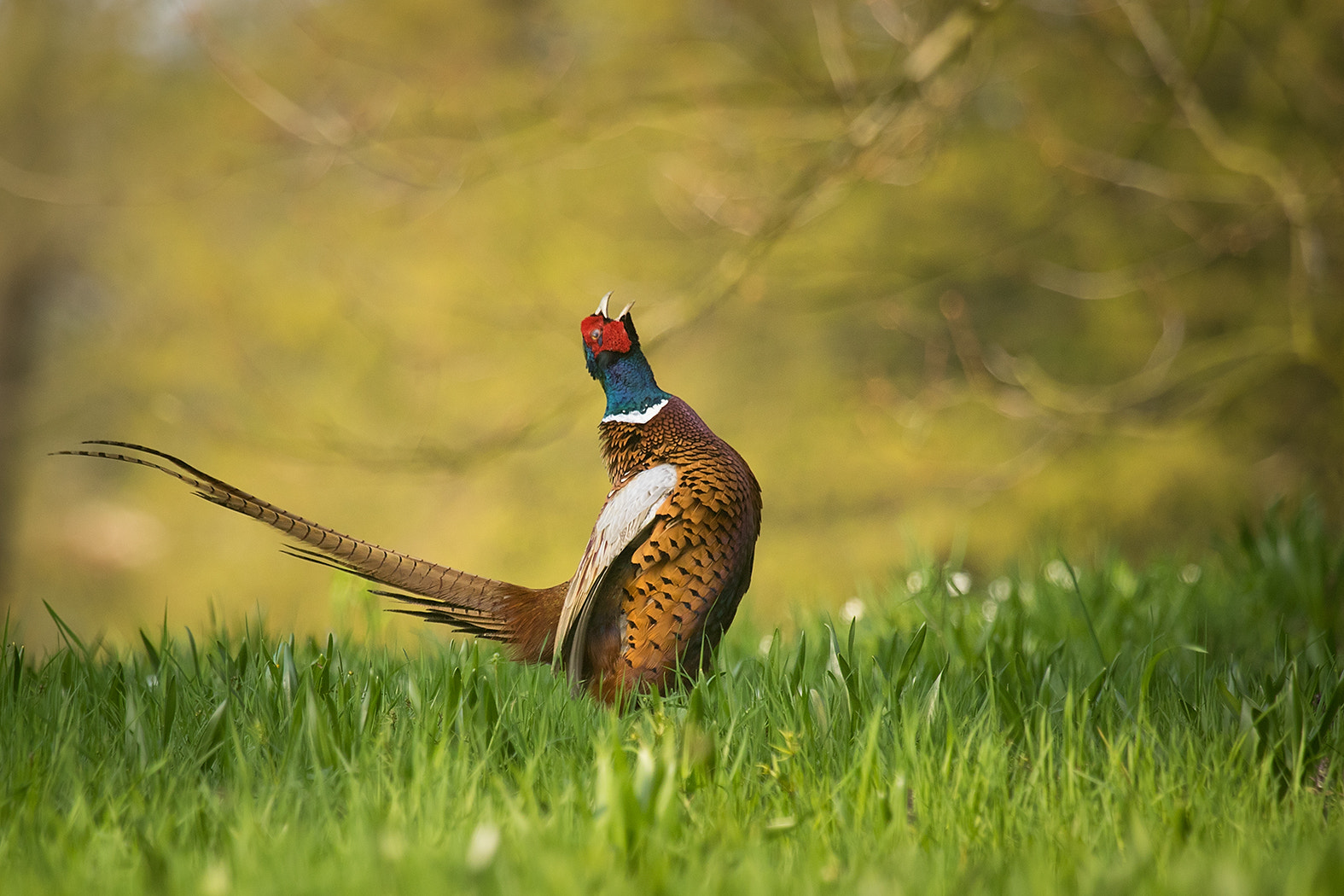 Canon EF 100-400mm F4.5-5.6L IS USM sample photo. Pheasant photography