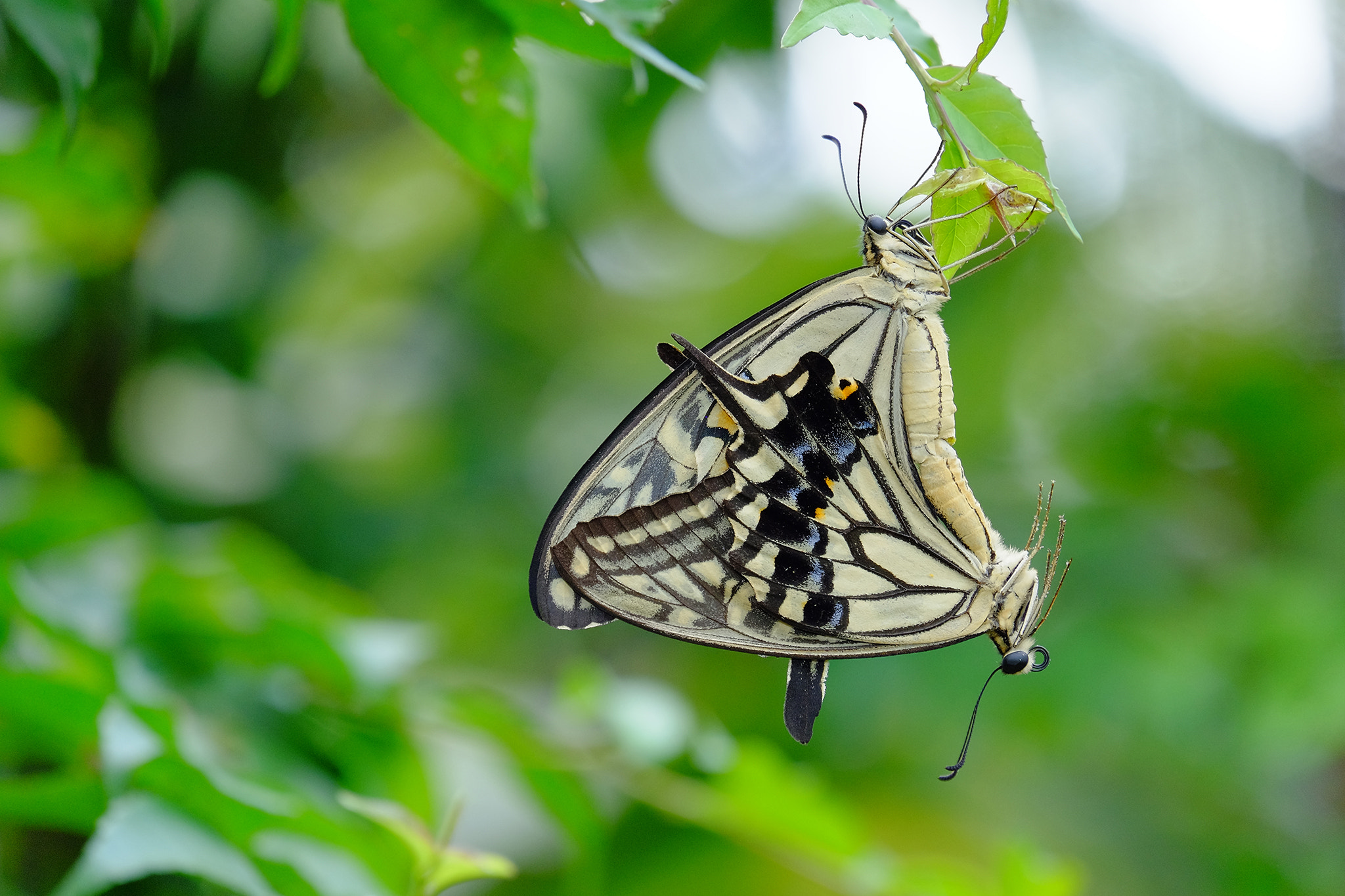 Fujifilm X-T1 + Fujifilm XC 50-230mm F4.5-6.7 OIS II sample photo. Papilio xuthus mating photography