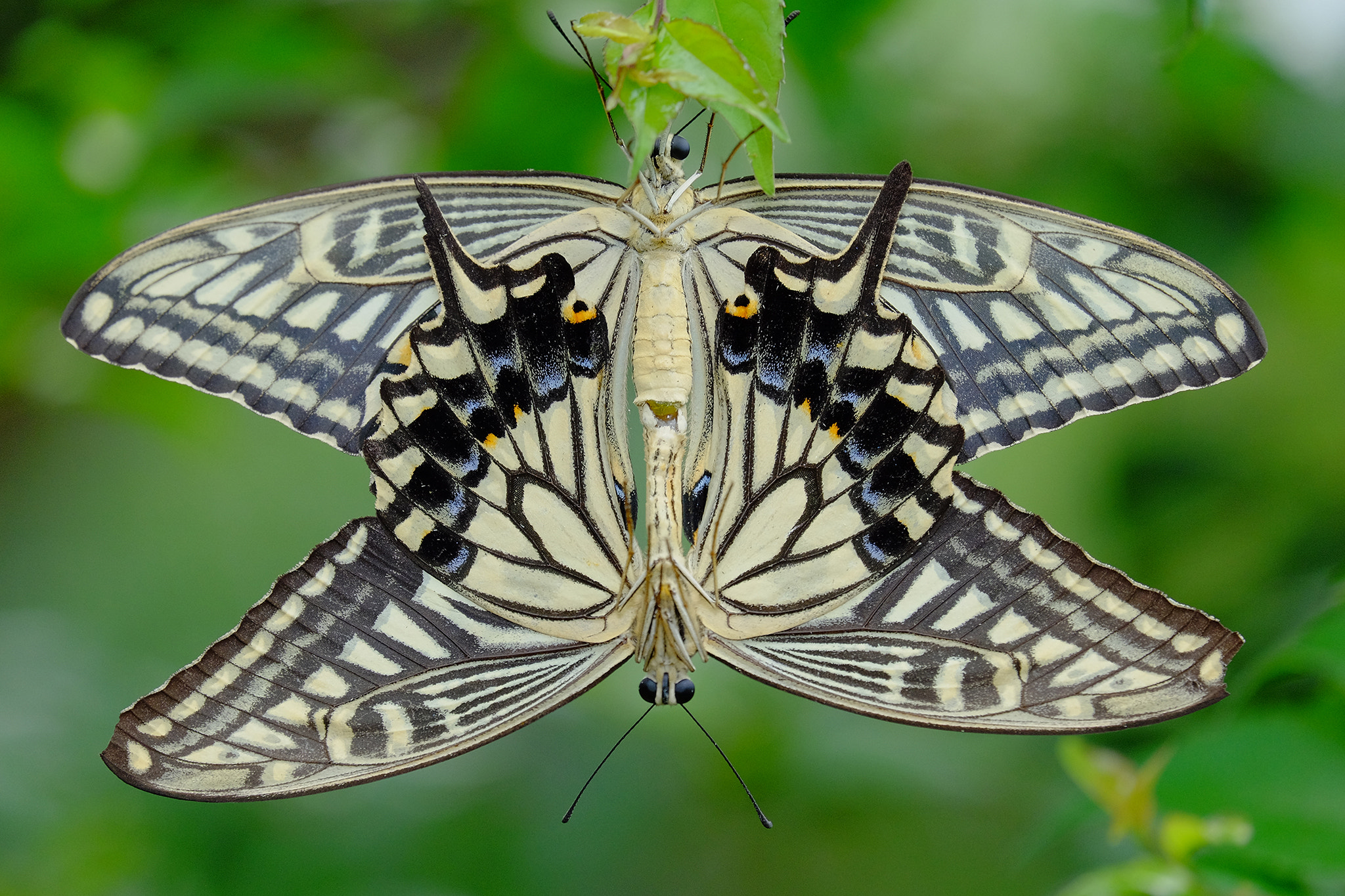 Fujifilm X-T1 + Fujifilm XC 50-230mm F4.5-6.7 OIS II sample photo. Papilio xuthus mating photography