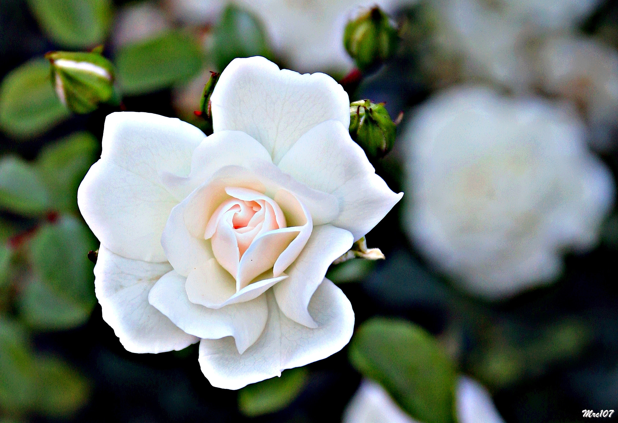 Sigma 17-70mm F2.8-4 DC Macro OS HSM sample photo. Delicata ... come una carezza photography