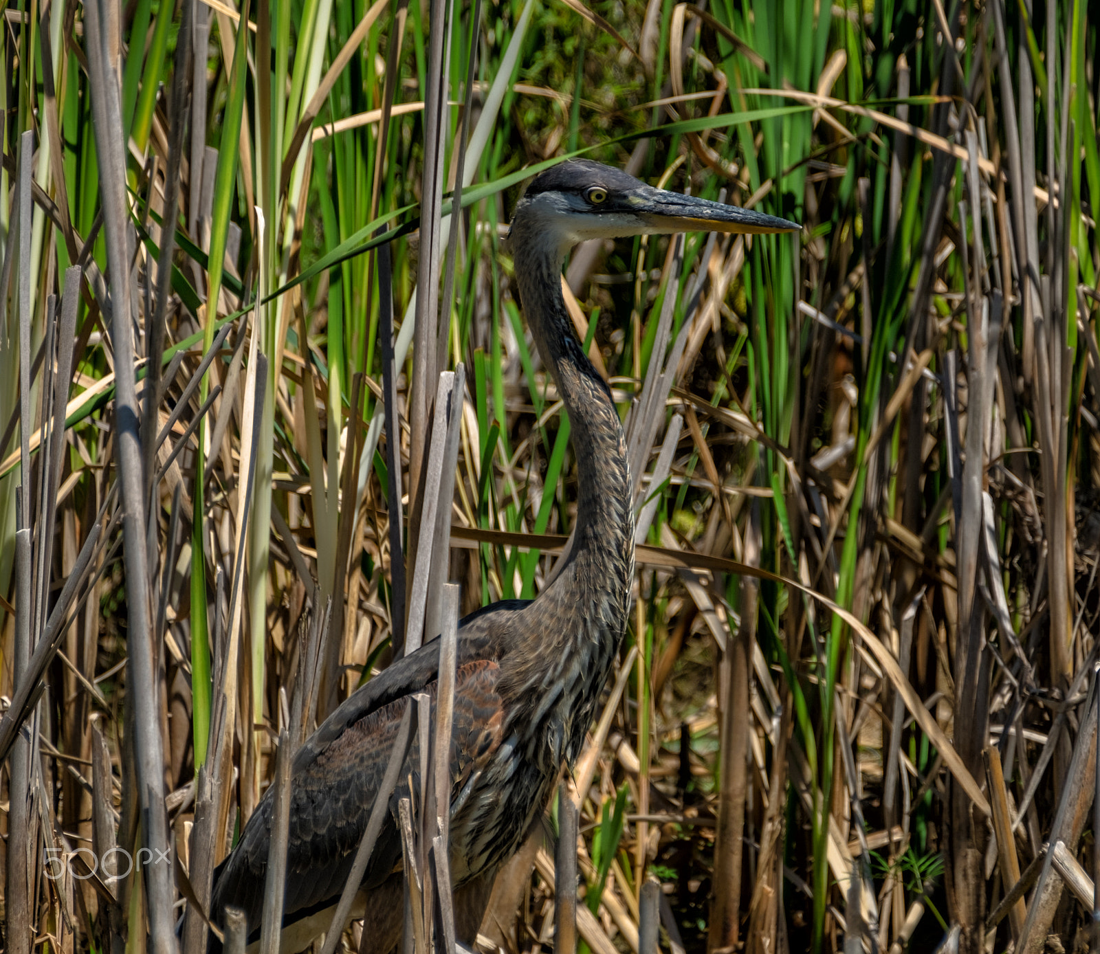 Fujifilm XF 100-400mm F4.5-5.6 R LM OIS WR sample photo. Heron head photography
