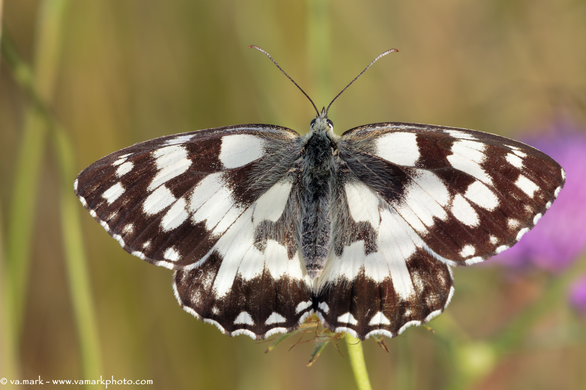 Canon EF 180mm F3.5L Macro USM sample photo. Melanargia galathea photography