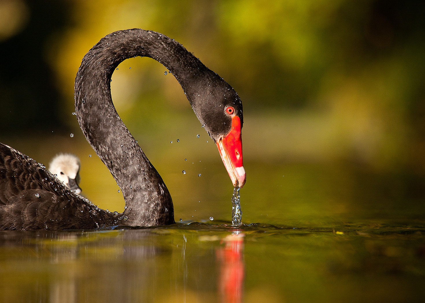 Canon EOS 5D Mark II + Canon EF 100-400mm F4.5-5.6L IS USM sample photo. Black swan photography