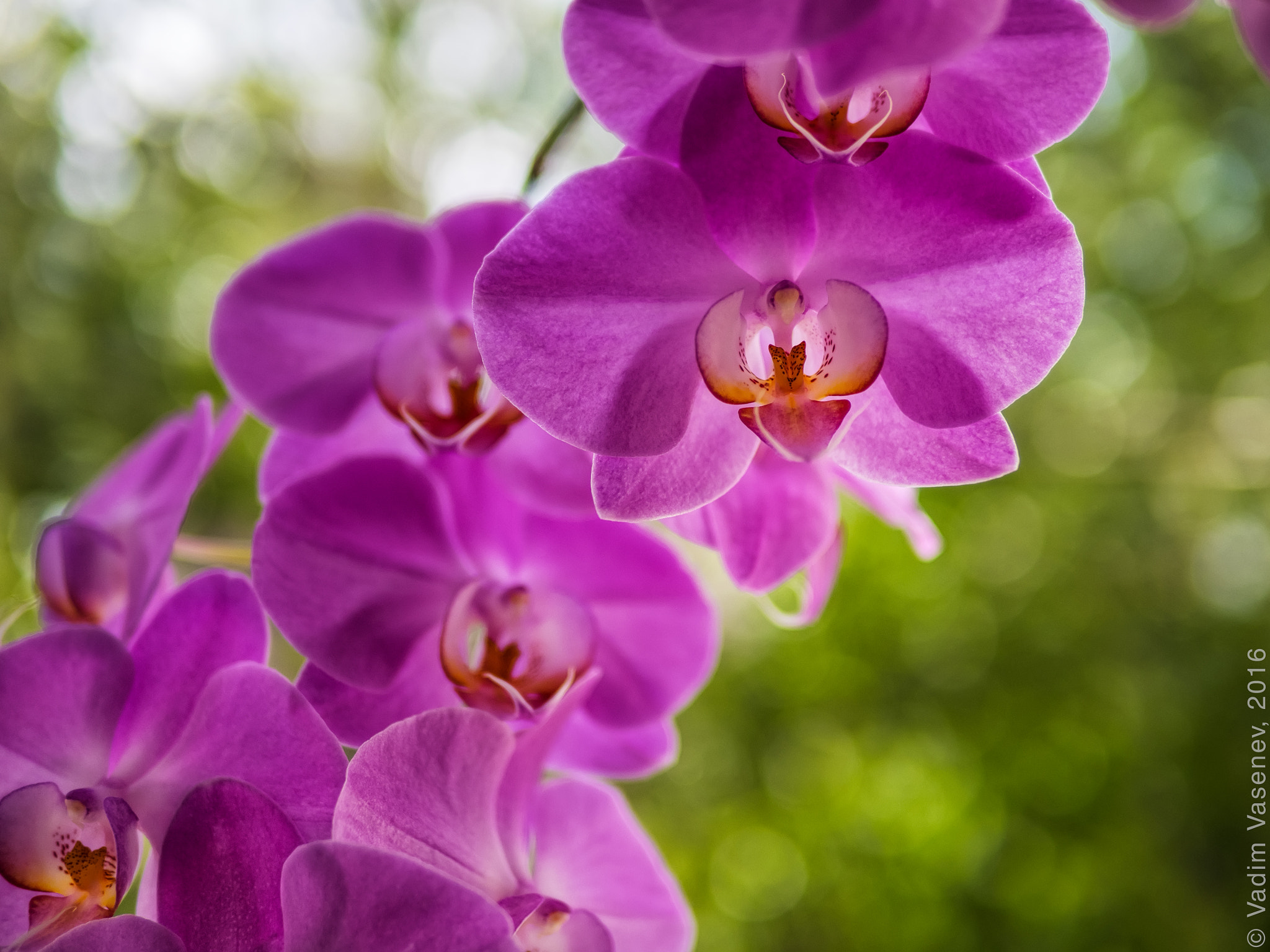 Olympus OM-D E-M1 + Panasonic Leica DG Summilux 25mm F1.4 II ASPH sample photo. Phalaenopsis orchid. photography